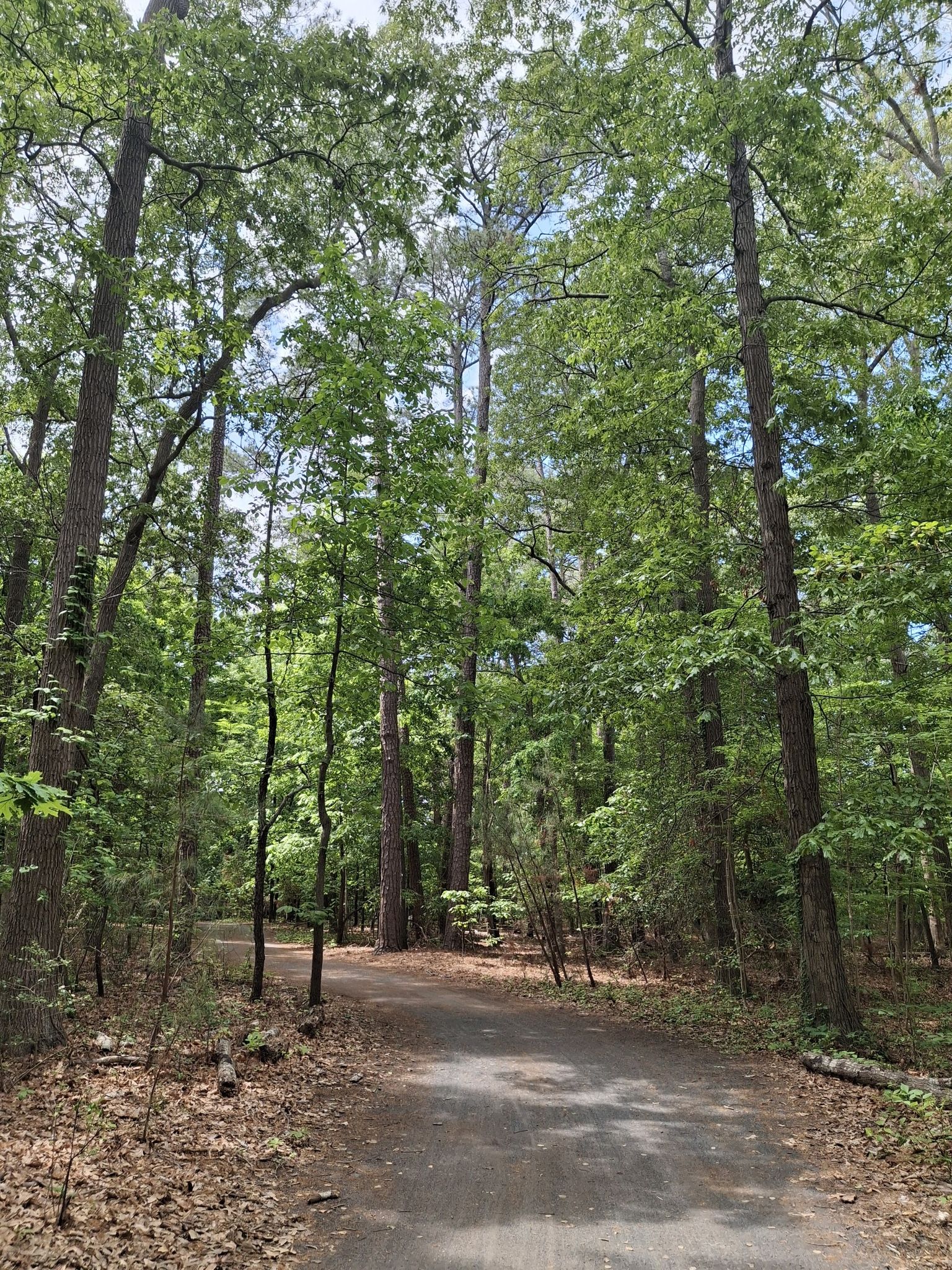 Shaded dirt path winding through a dense green forest. - Junction & Breakwater Trail