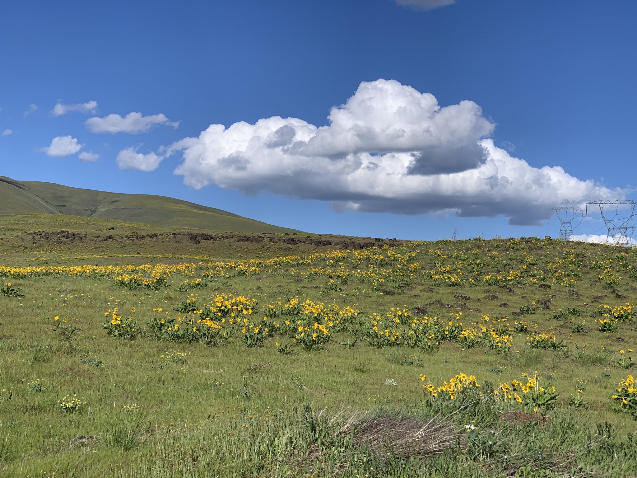 Green hillside covered in yellow wildflowers under a bright blue sky. - Vista Loop Trail