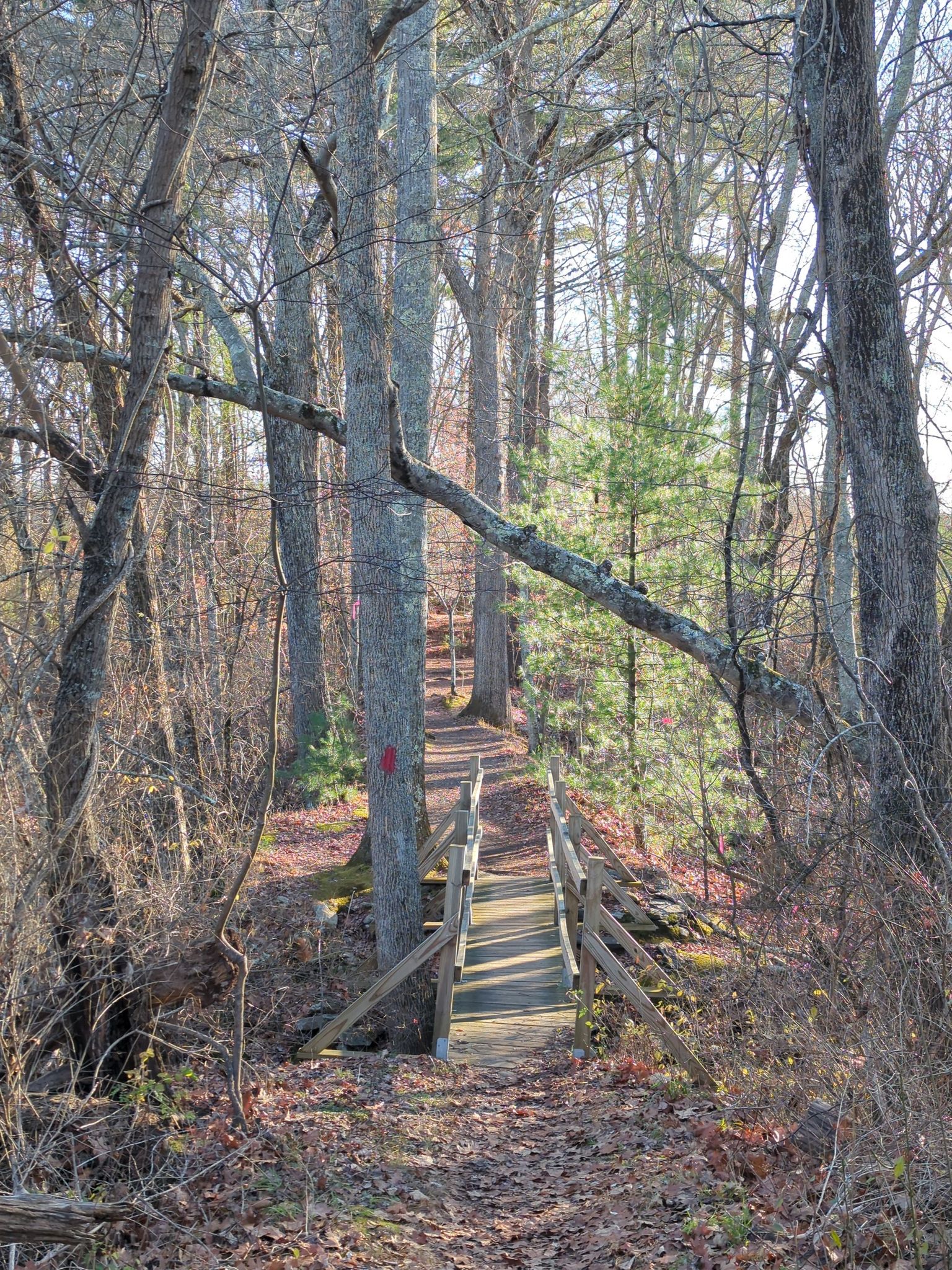 A wooden footbridge leads through a sunlit forest path with bare trees. - Cole's Brook Loop