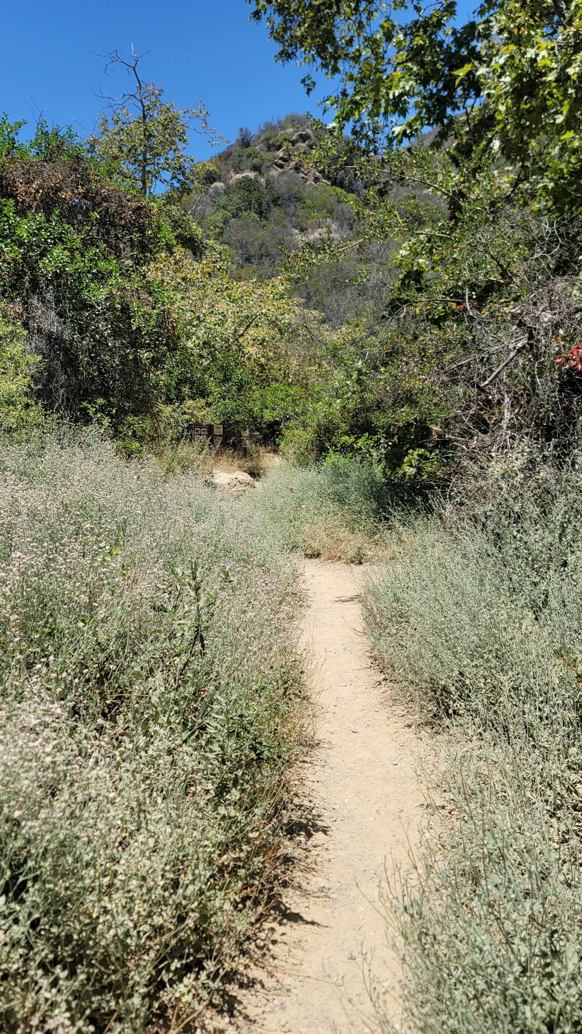 Narrow dirt path winding through dense green and dry brush on a sunny day. - Temescal Canyon Falls – Stewart Hall loop from Will Rogers State Beach