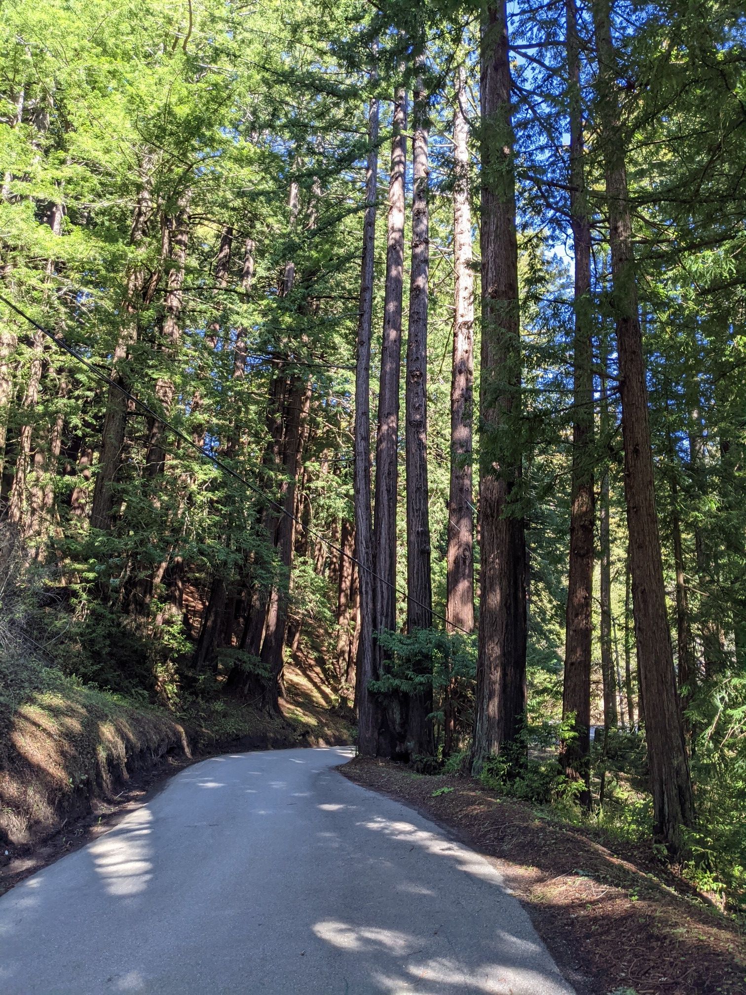 Paved road winding through a tall, sunlit redwood forest. - Kings Mountain Road – Kings Mountain Road loop from Cañada College