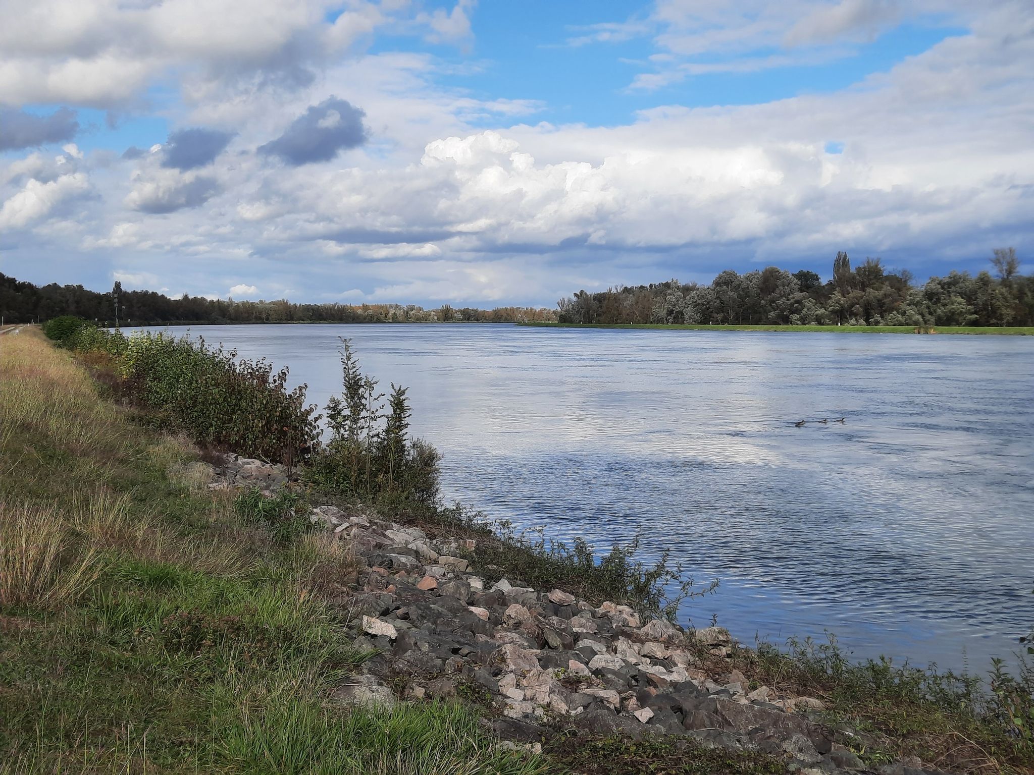Rhein-km 231