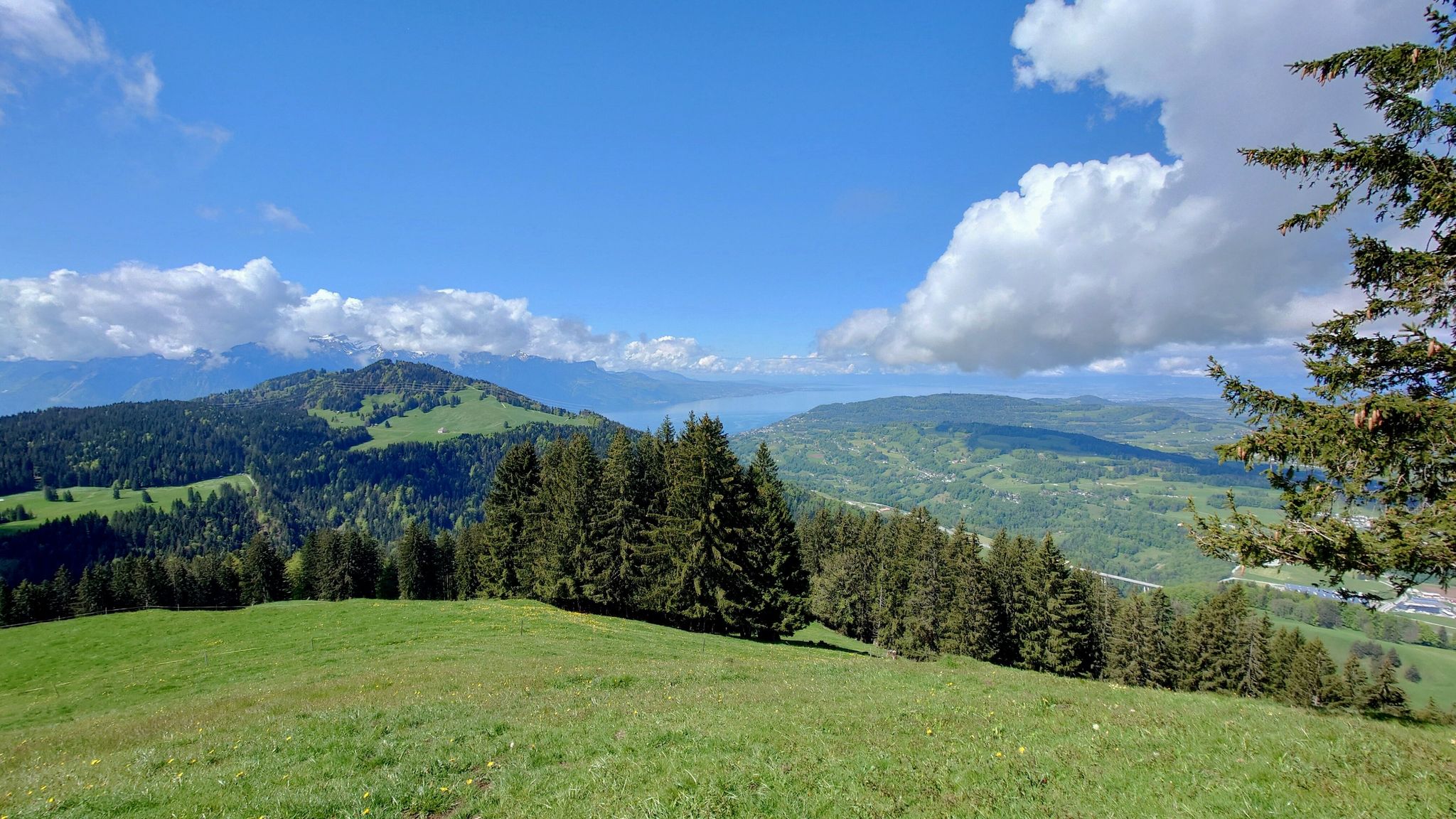 Der Hügel links ist les Pléiades, Aussichtsberg über Montreux mit grossen Narzissenfelder