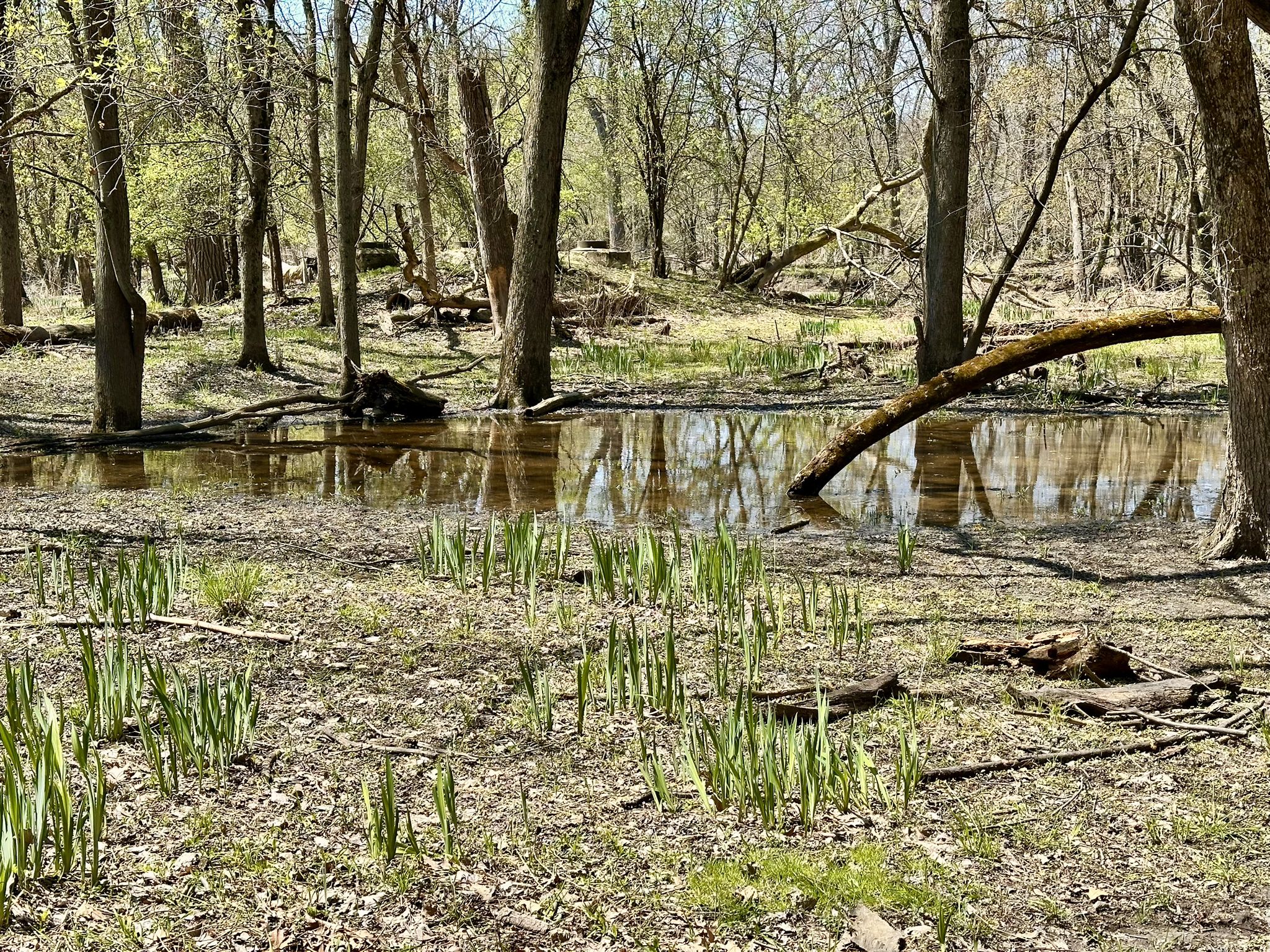 Shallow water in a forest with young green plants and fallen trees. - Linne Woods Preserve – Linne Woods Preserve loop from Morton Grove
