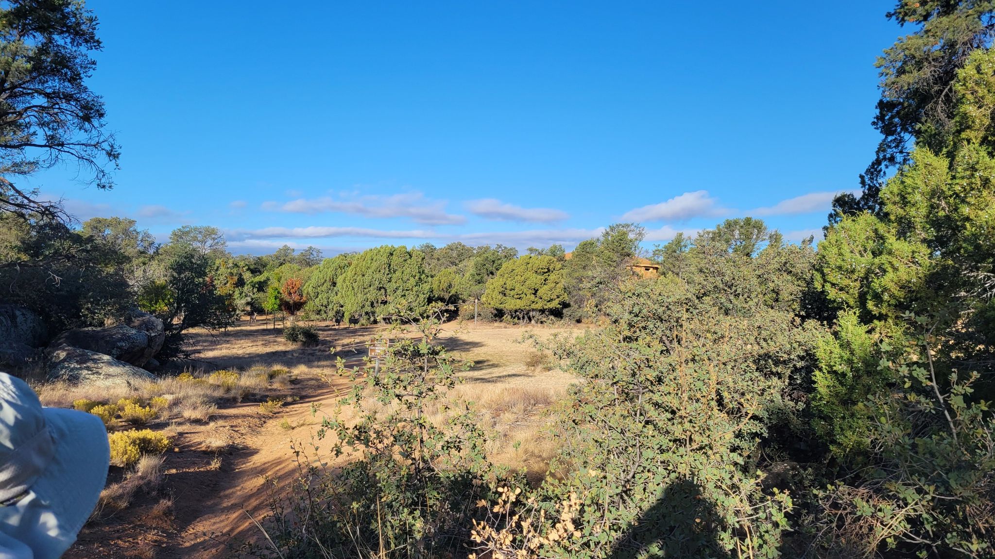 Sunny view over a wooded clearing, with a person's arm in foreground. - Almosta Trail #622