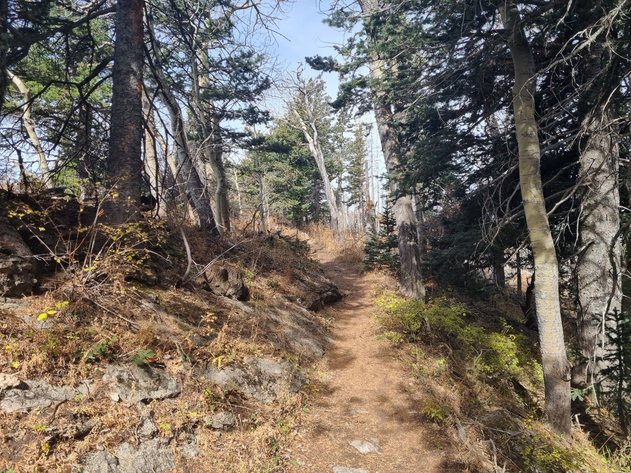 A narrow dirt trail winding uphill through a sun-dappled forest. - North Sandia Peak via North Crest Trail