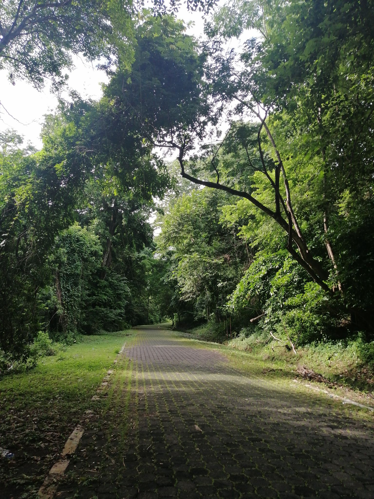 jungle 