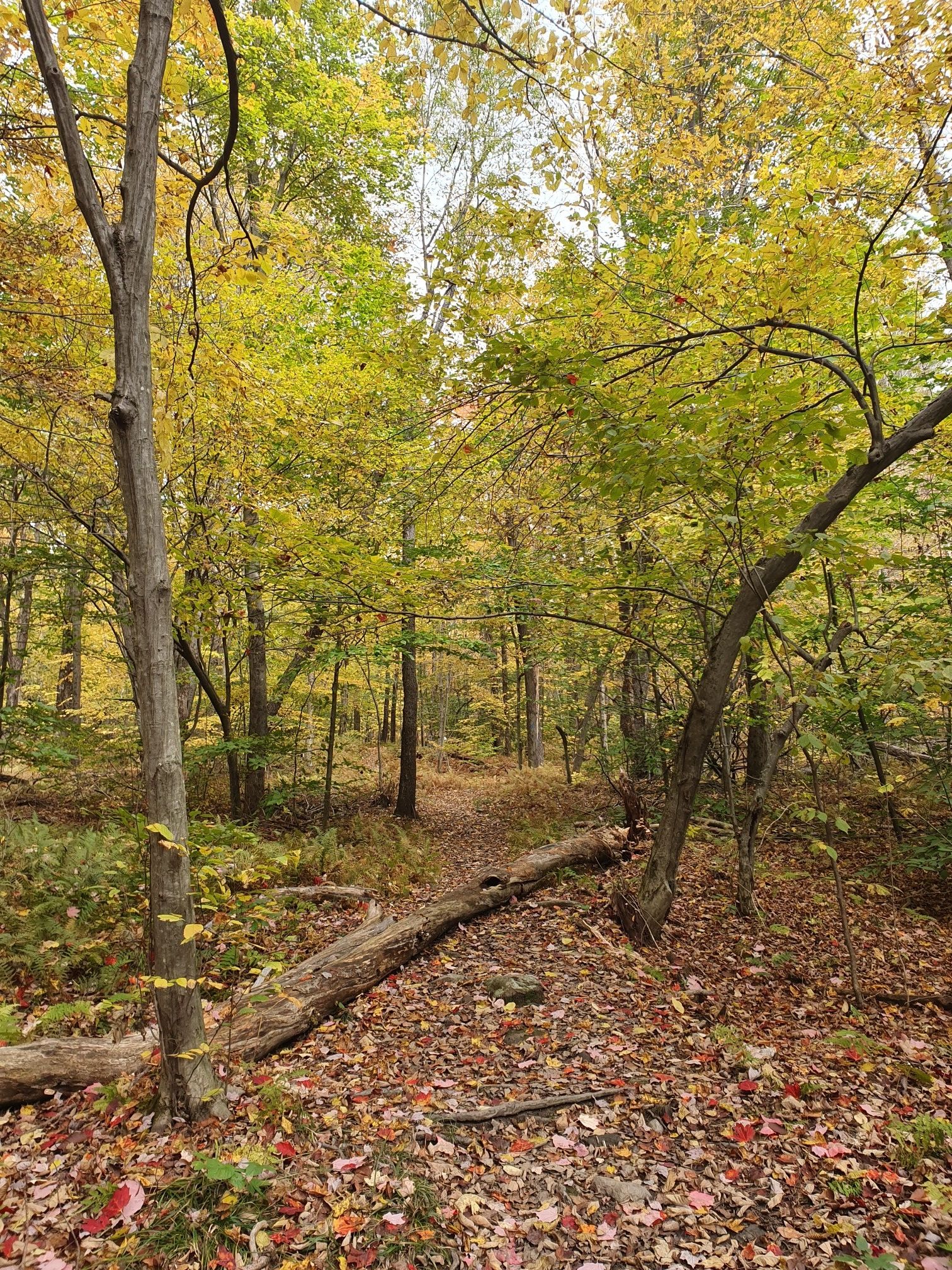 Forest path with fallen log, autumn leaves, and yellow-green trees under overcast sky. - Bradley Farm Trail