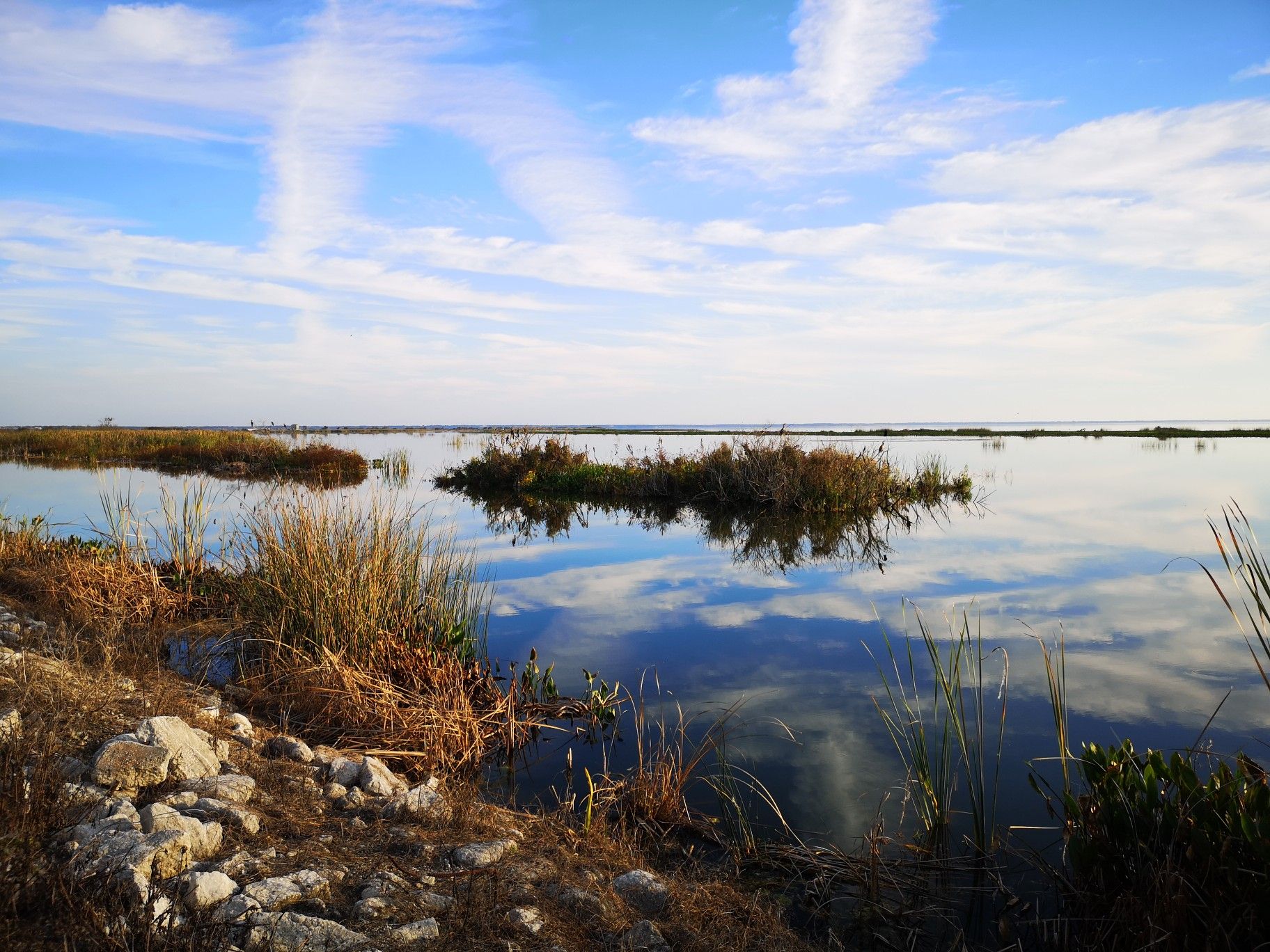 Calm water reflects a blue sky with small islands of vegetation. - Lake Apopka Loop Trail