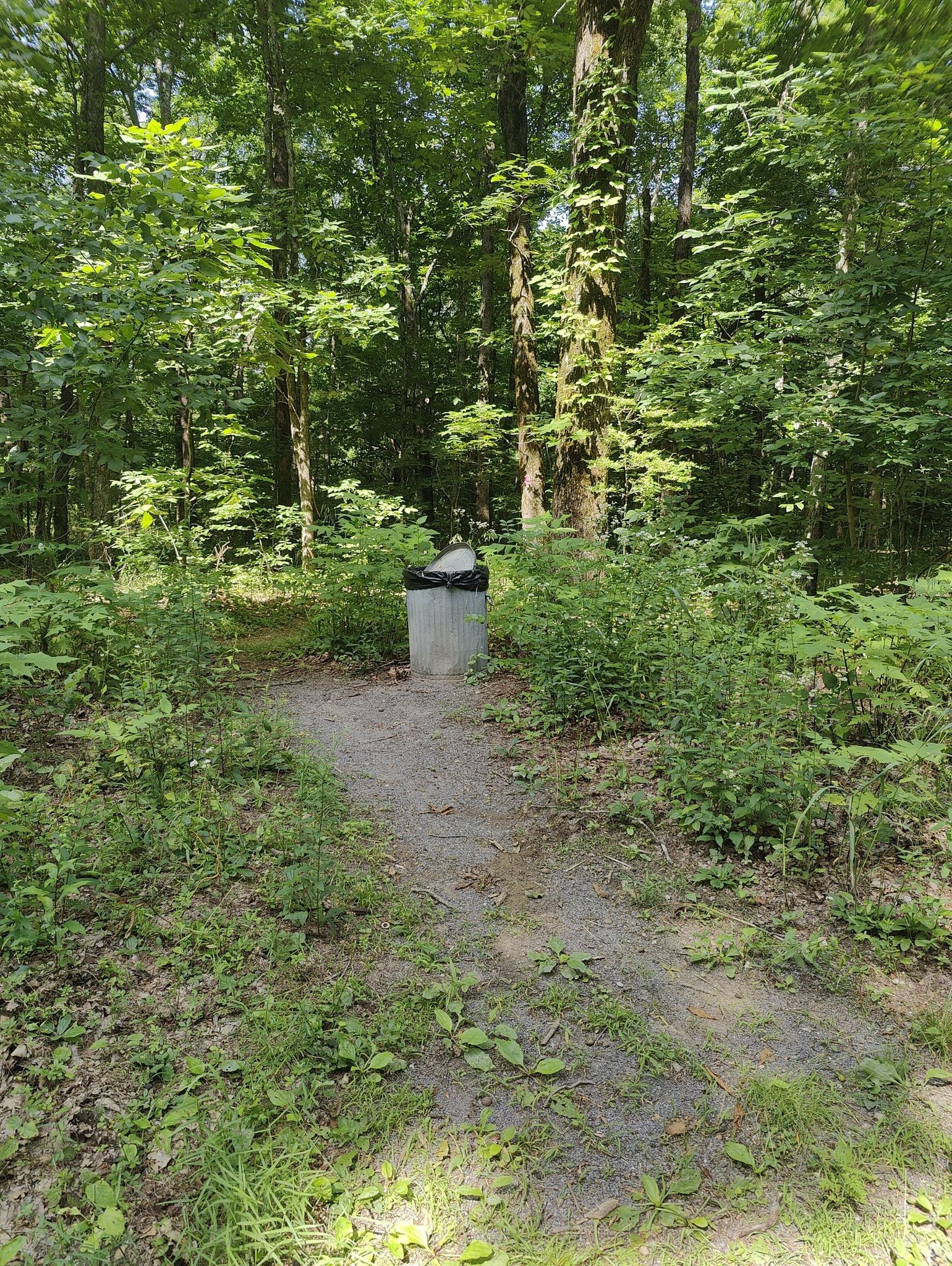 A trash can stands on a dirt path in a sun-dappled, overgrown forest. - Fire Tower Trail