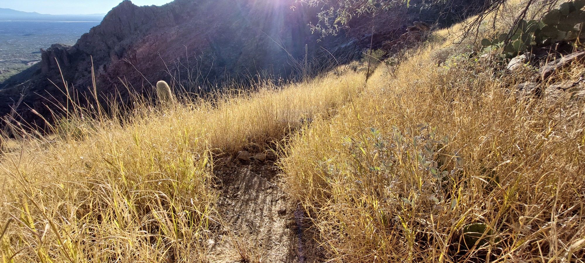 Narrow dirt path through tall golden grass on a sunny hillside. - Maiden Pools via Ventana Trail
