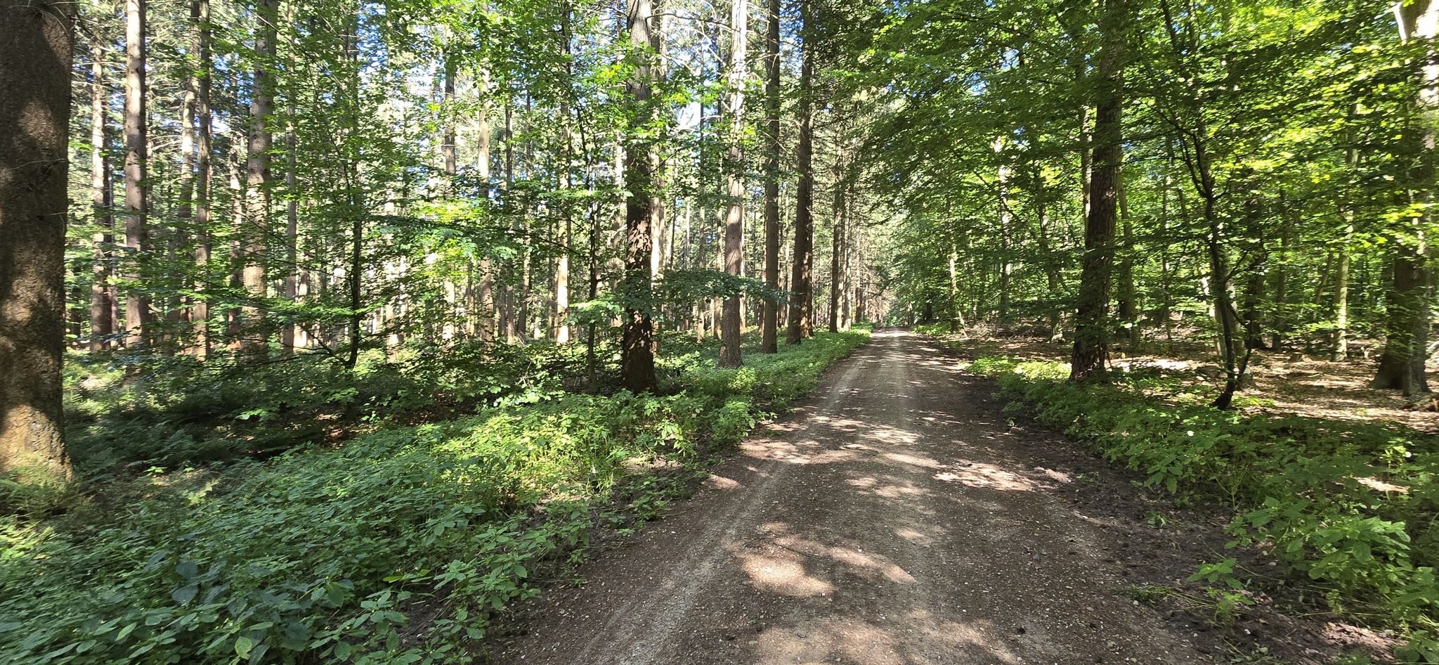 Ab durch den Sachsenwald