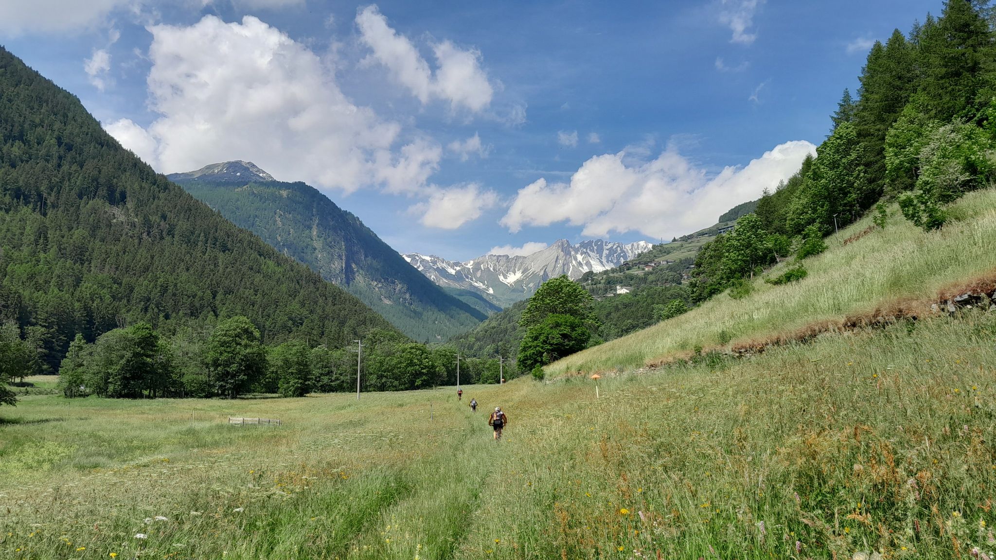 cresta d'orleans