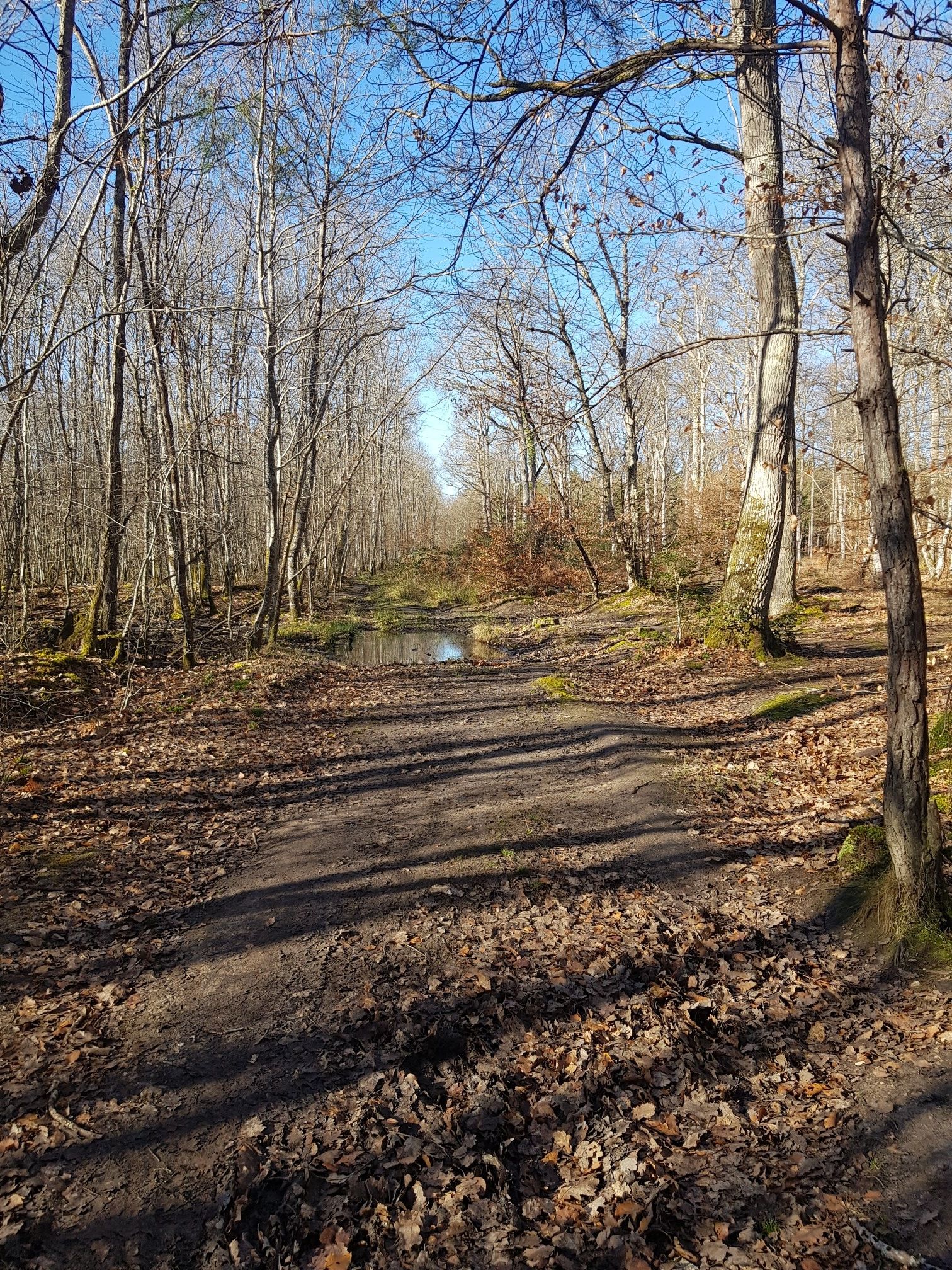 forêt de russy