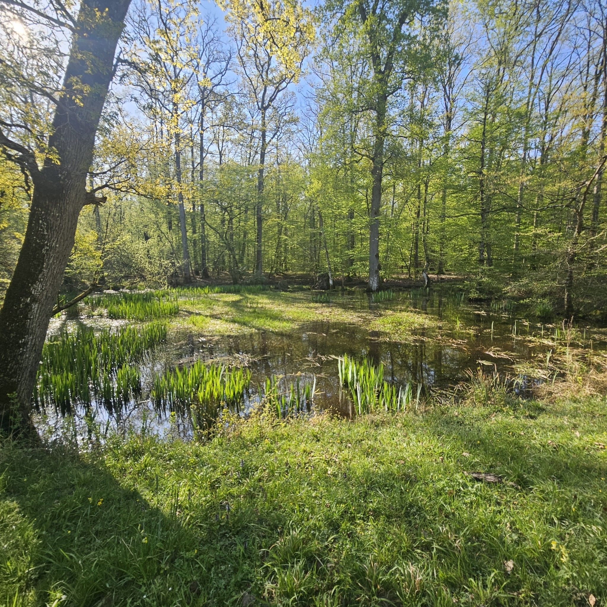 Forêt de Russy