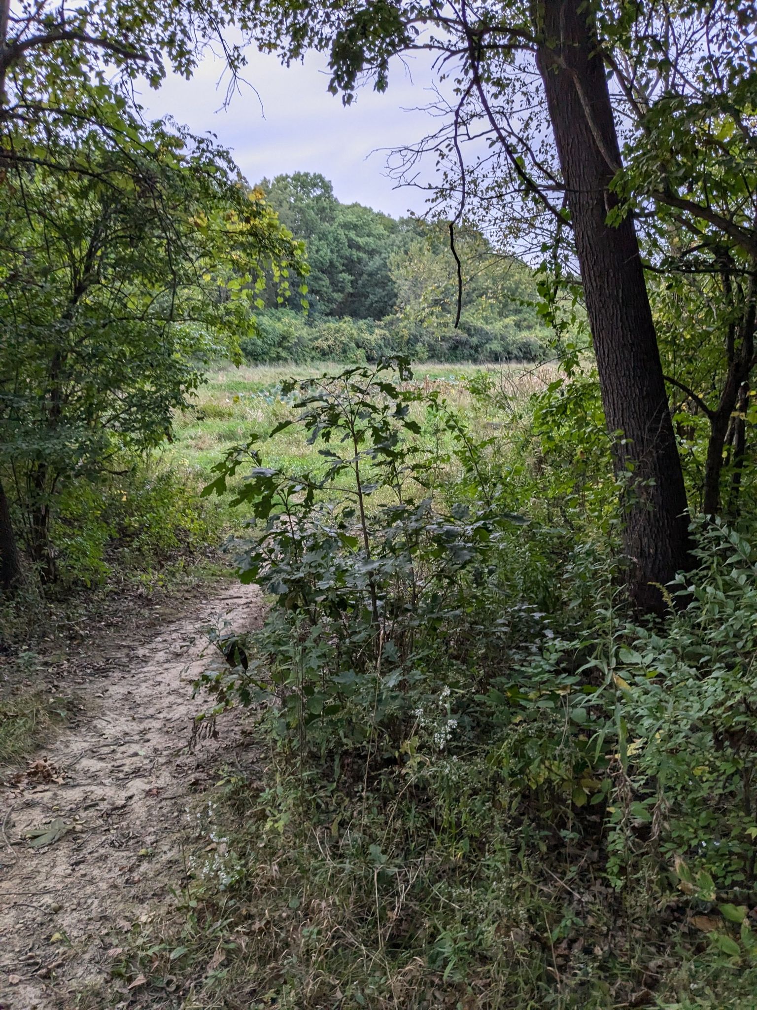 Dirt path leads through dense green foliage to an open field. - Tomahawk Slough – Palos Red Singletrack Trail loop from Paw Paw Woods Nature Preserve