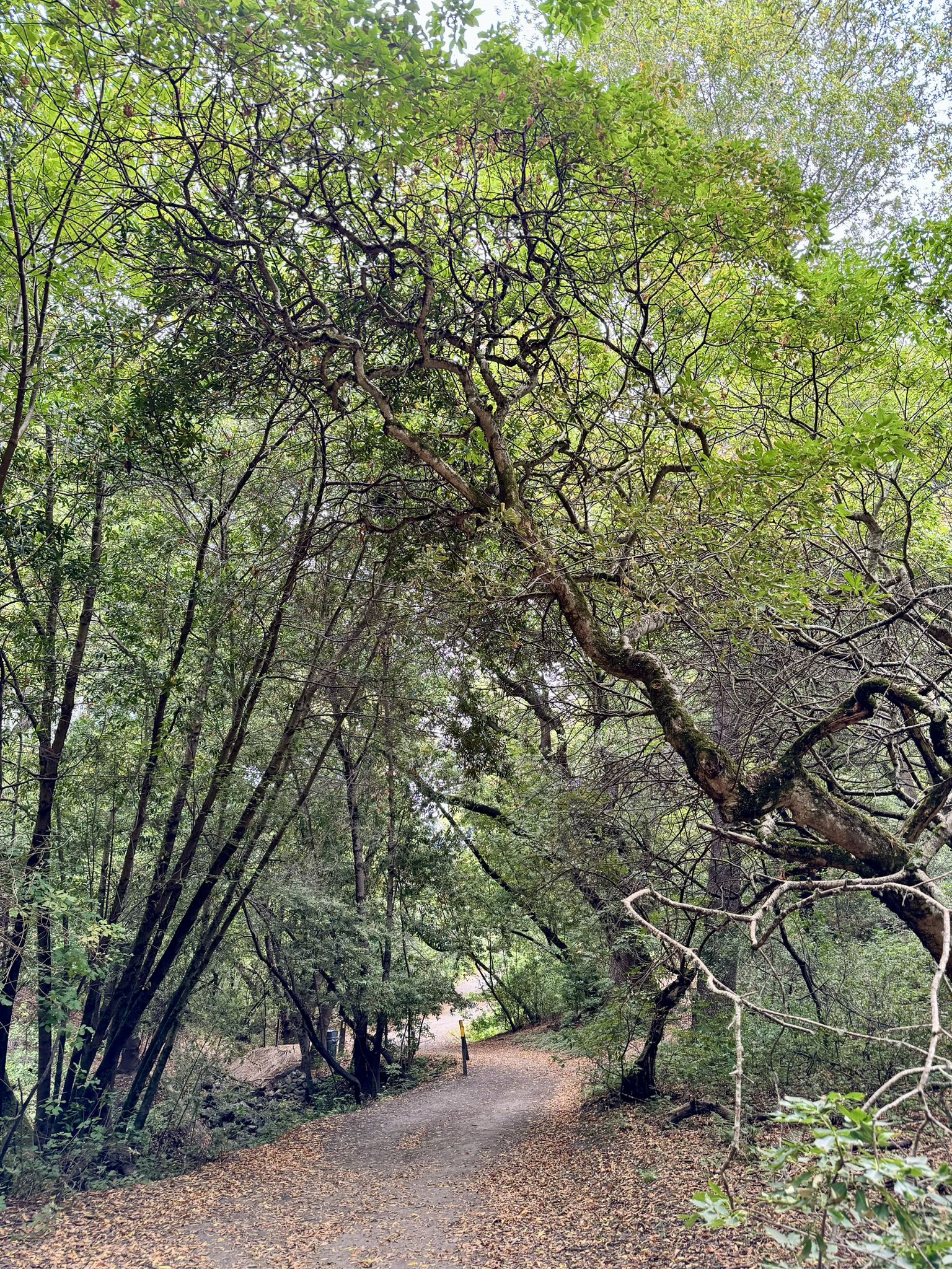 A shaded dirt path winds through a forest with gnarled and tall trees. - Laurel Loop, Kennedy Creek, and Black Oak Trail
