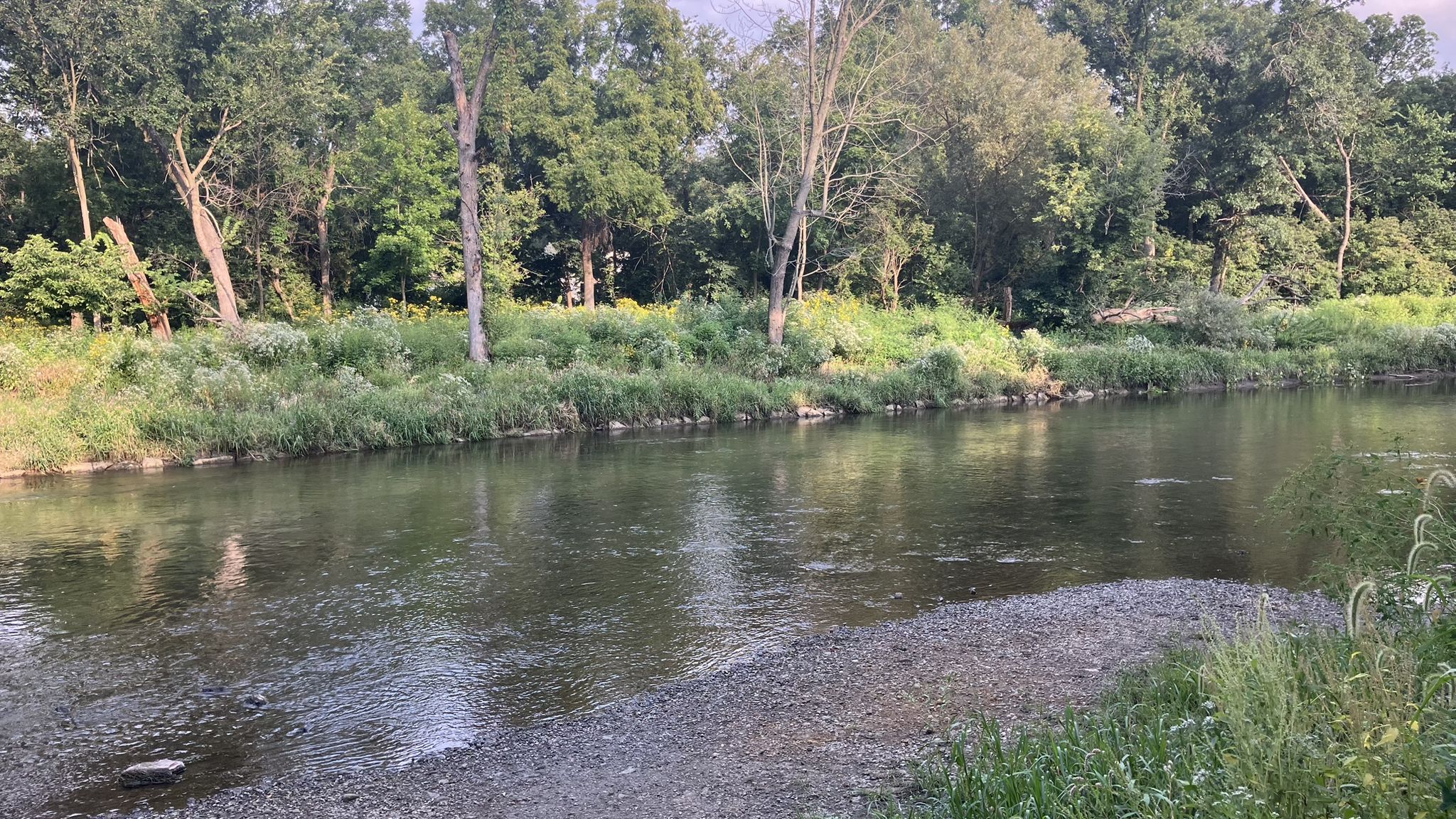 A wide, calm river with a gravel bank and lush green trees. - Night Heron Trail trailhead – Eldridge Lagoon loop from Highlands