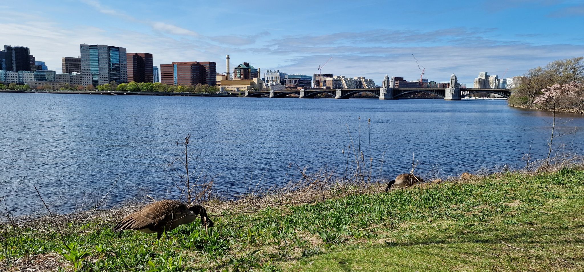 Two geese graze on a grassy riverbank with a city skyline and bridge under a blue sky. - Dr. Paul Dudley White Path