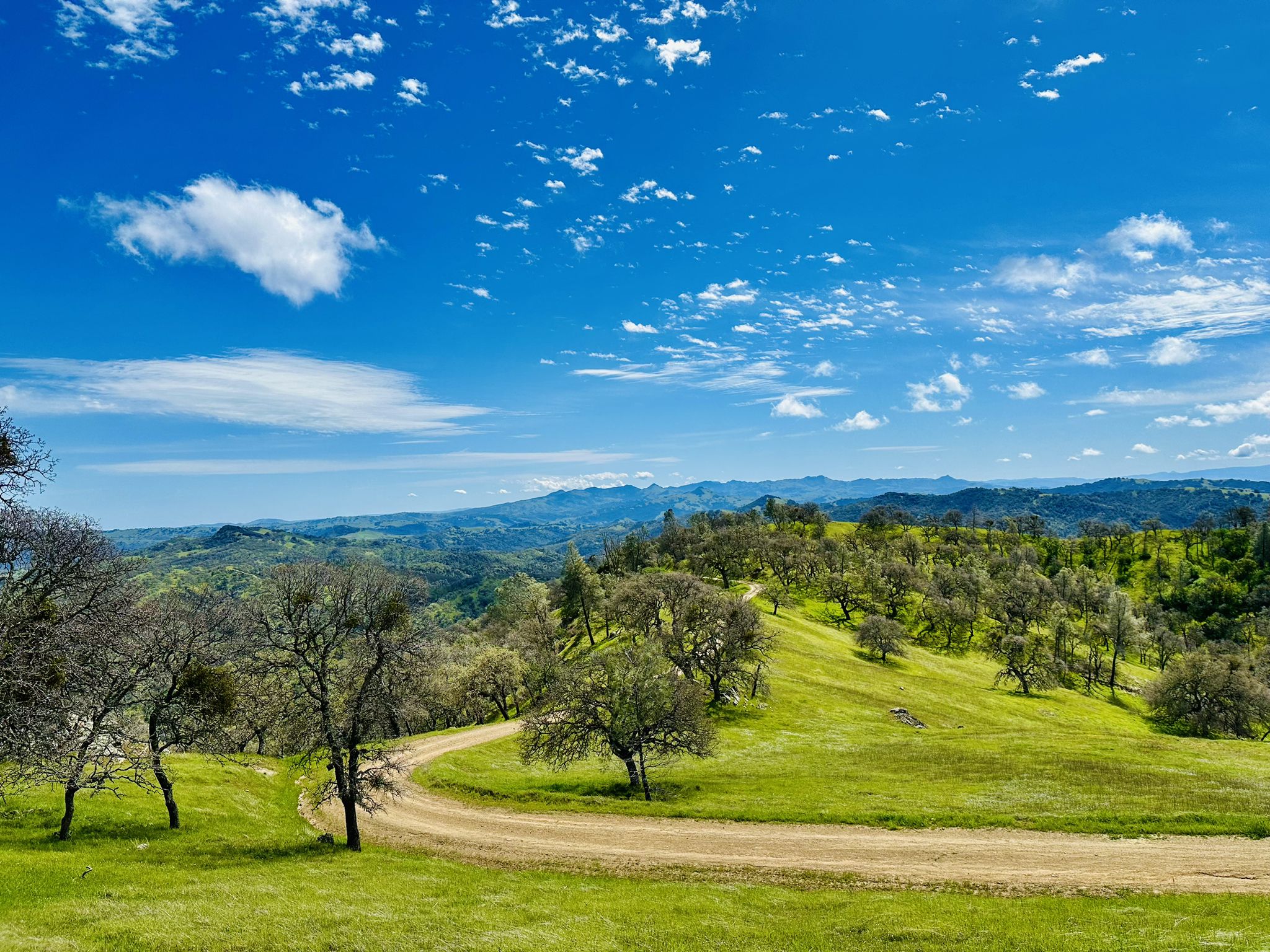 Winding dirt road on a vibrant green hill with scattered trees, clear sky. - Center Flats Road