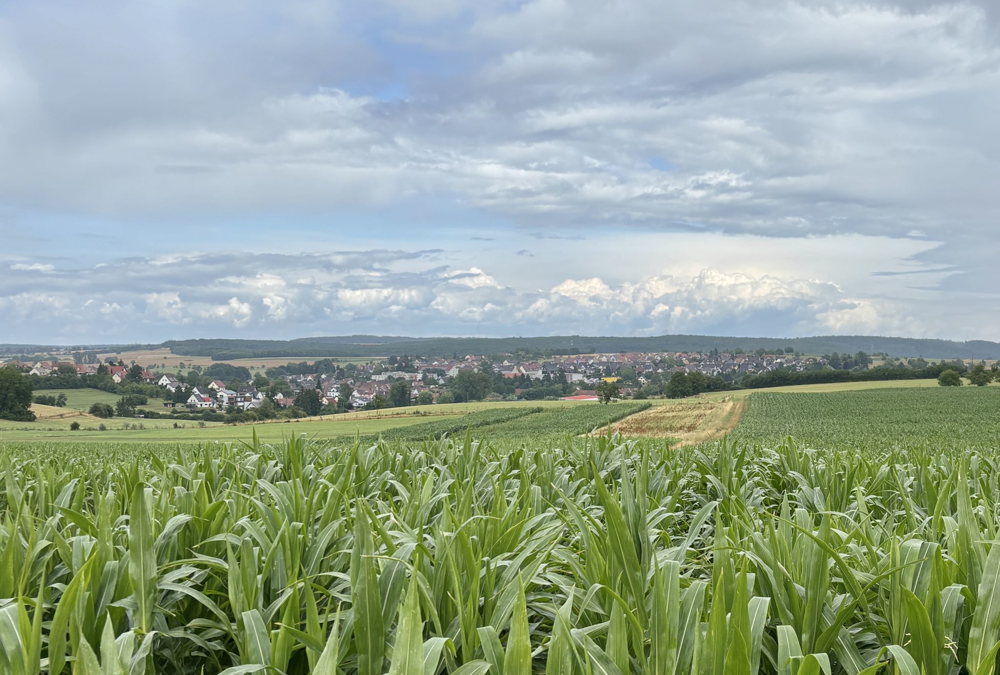 Vue sur Diemeringen