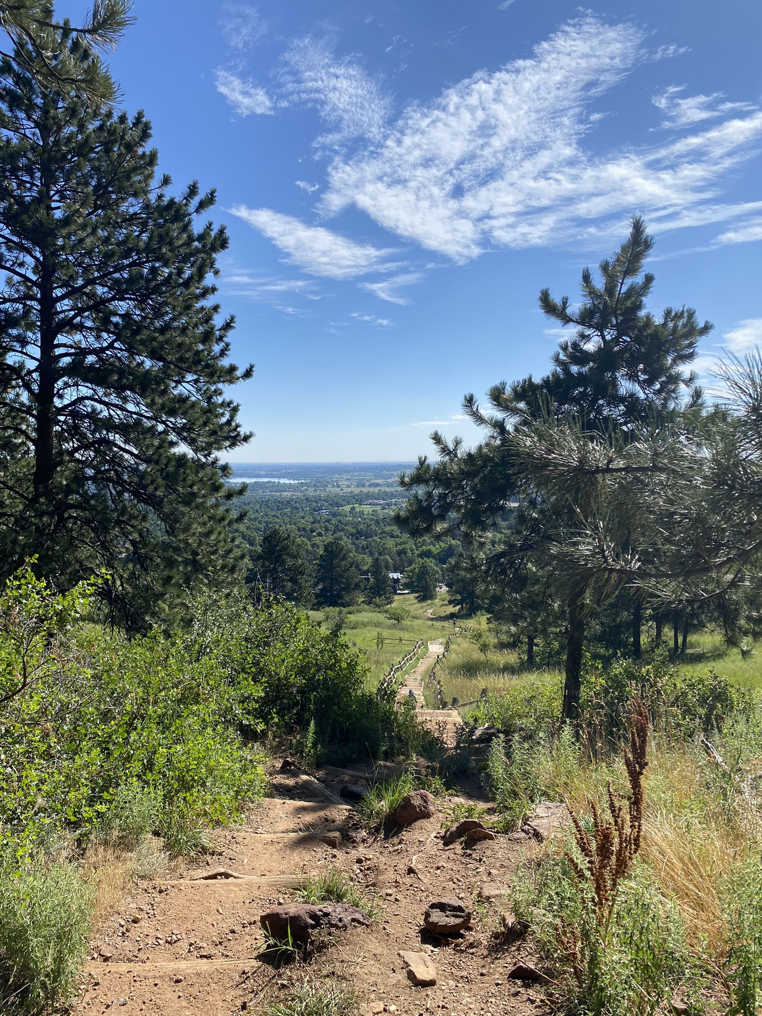 Dirt trail descends through pine trees, overlooking a distant valley on a sunny day. - Shanahan Hill – Shanahan Hill loop from National Center for Atmospheric Research