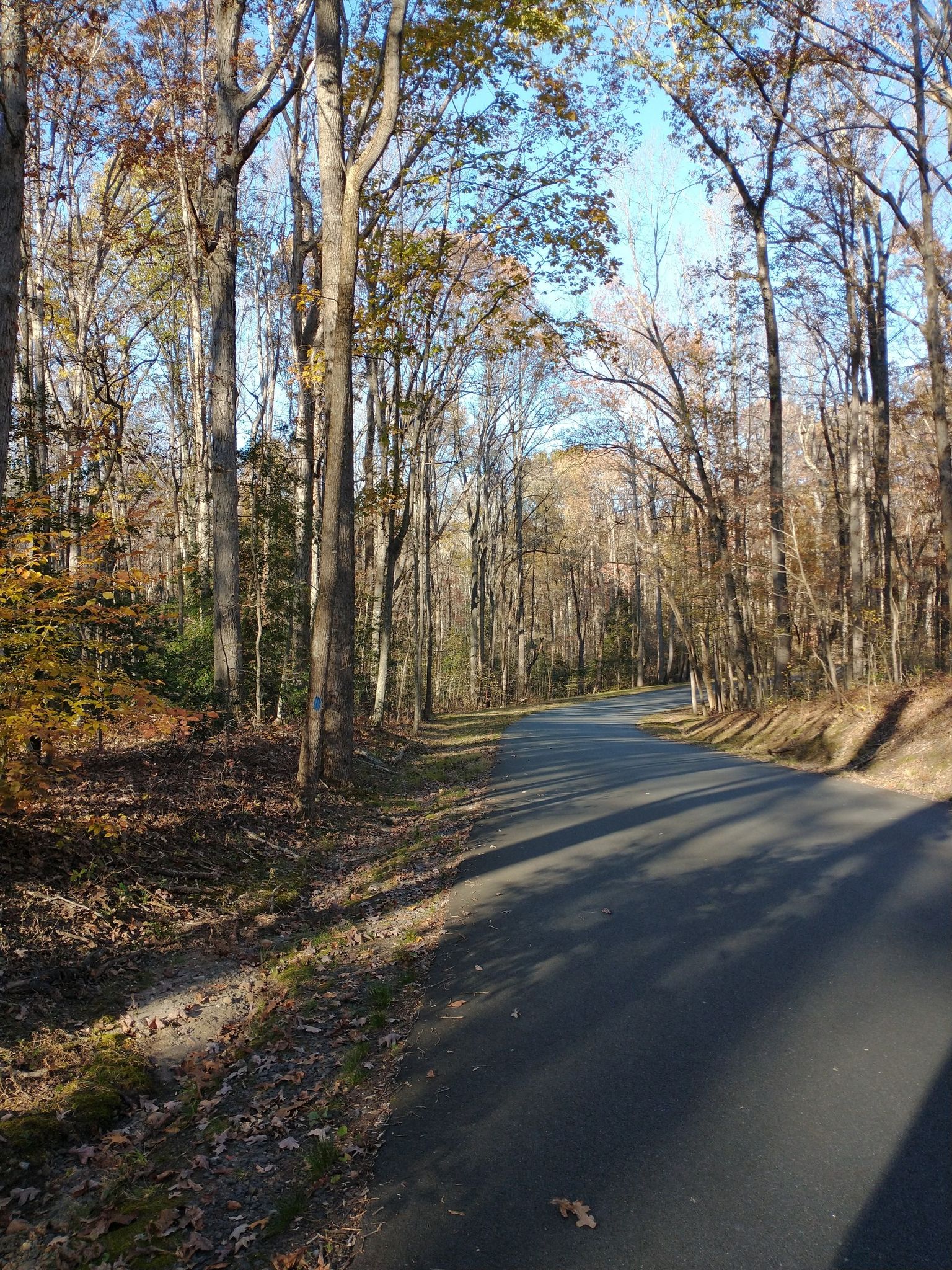 A paved road winds through a sunlit autumn forest with long tree shadows. - McCoull House loop from Fredericksburg and Spotsylvania National Military Park