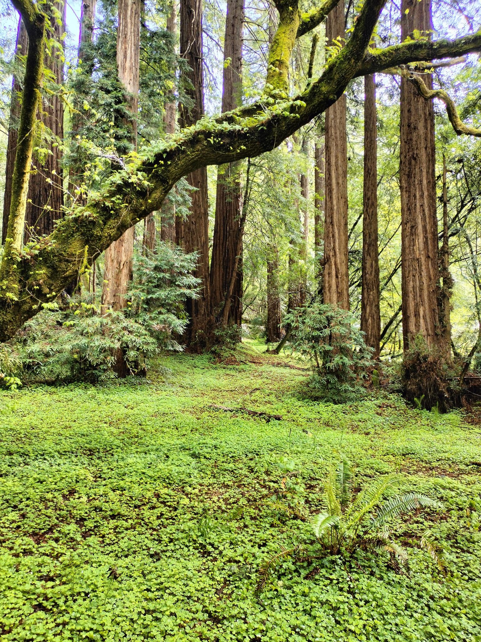 Lush green forest floor with a mossy branch and towering trees. - Bohemian Grove Trail