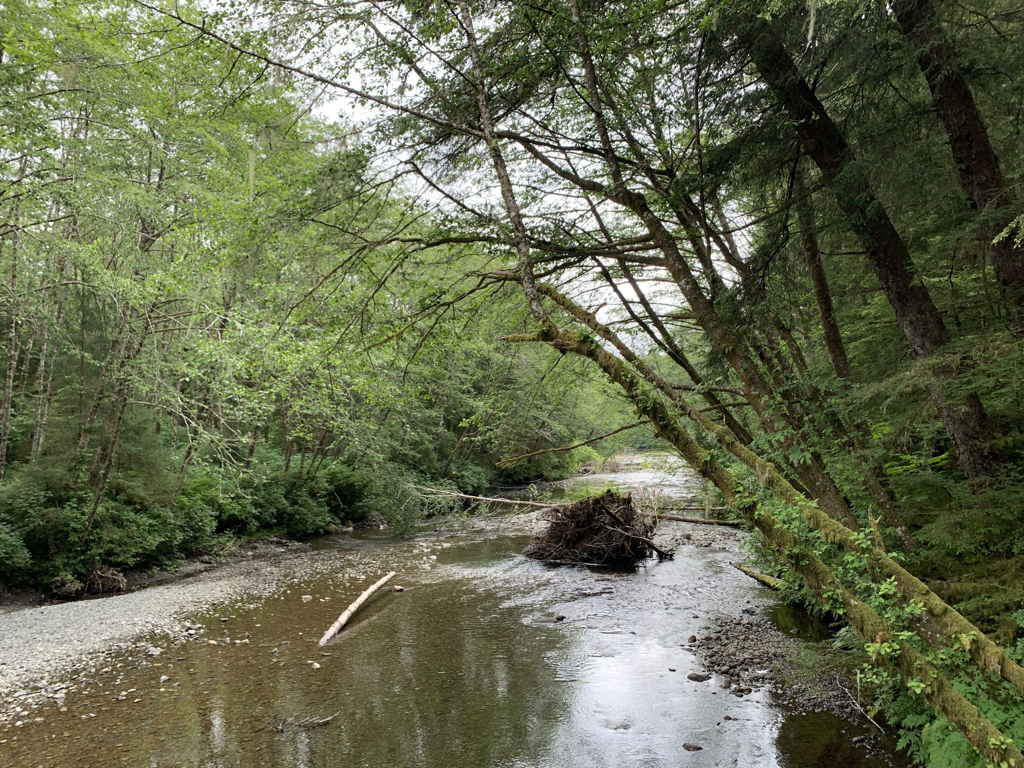 Shallow river with fallen trees and rocky banks, surrounded by a green forest. - Bridge over Indian River (a good place to watch salmon in the water) – Sitka National Historical Park loop from Sitka