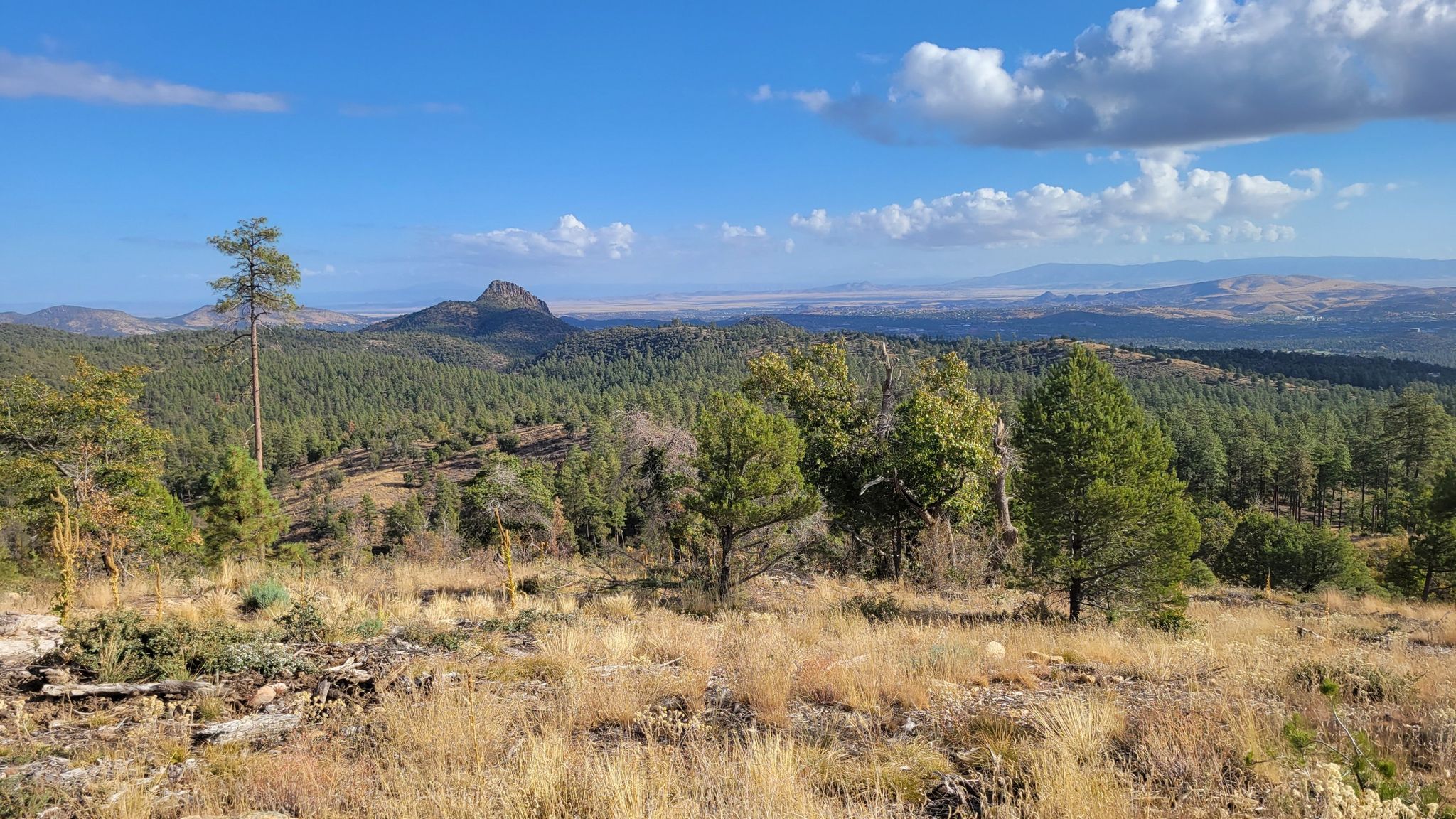 Sunny landscape of a pine forest with a prominent peak in the distance. - Skull Valley Overlook – Cold Springs Trail loop from Skull Valley Overlook