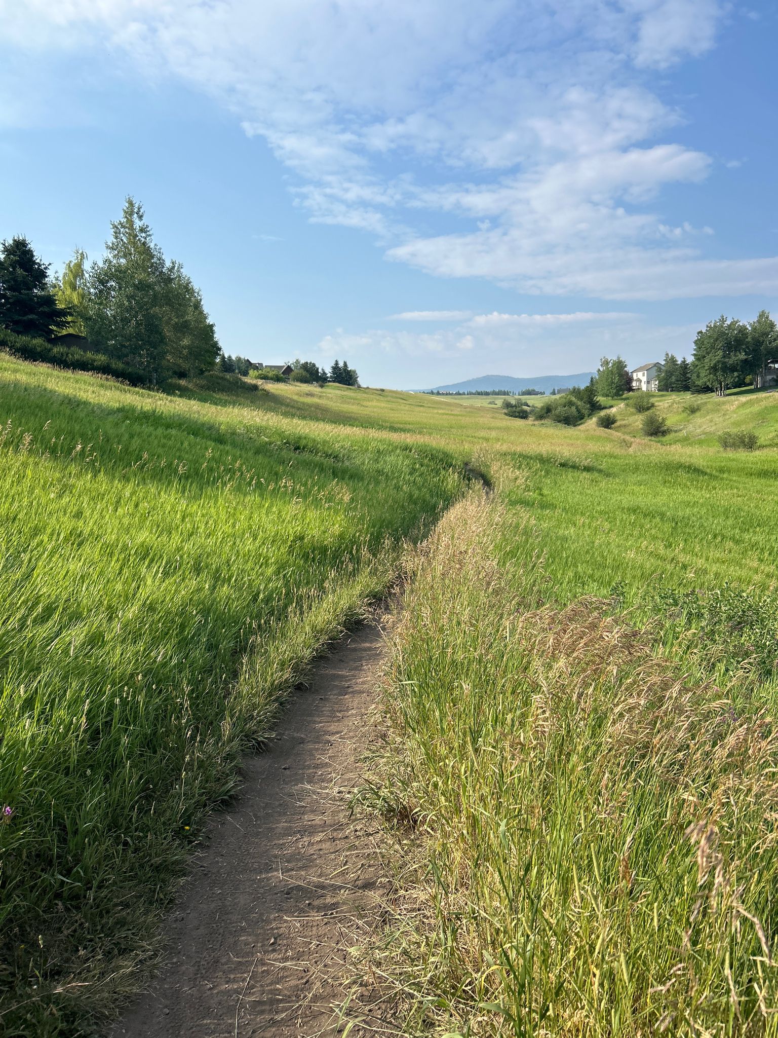 Narrow dirt path winding through a vibrant green grassy field on a sunny day. - Highland Glen Nature Preserve – Painted Hills loop from Bozeman