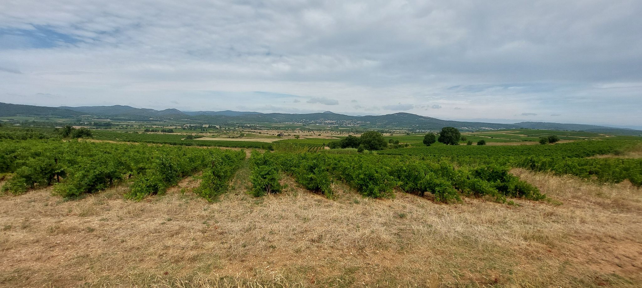 dans les vignes