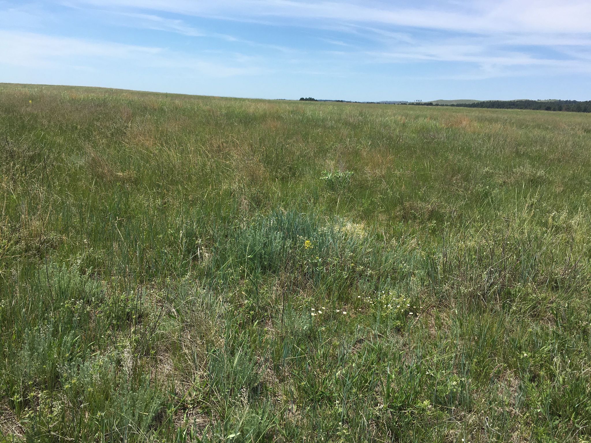 Expansive green and brown grassy field under a bright blue sky. - Prairie Trail Loop