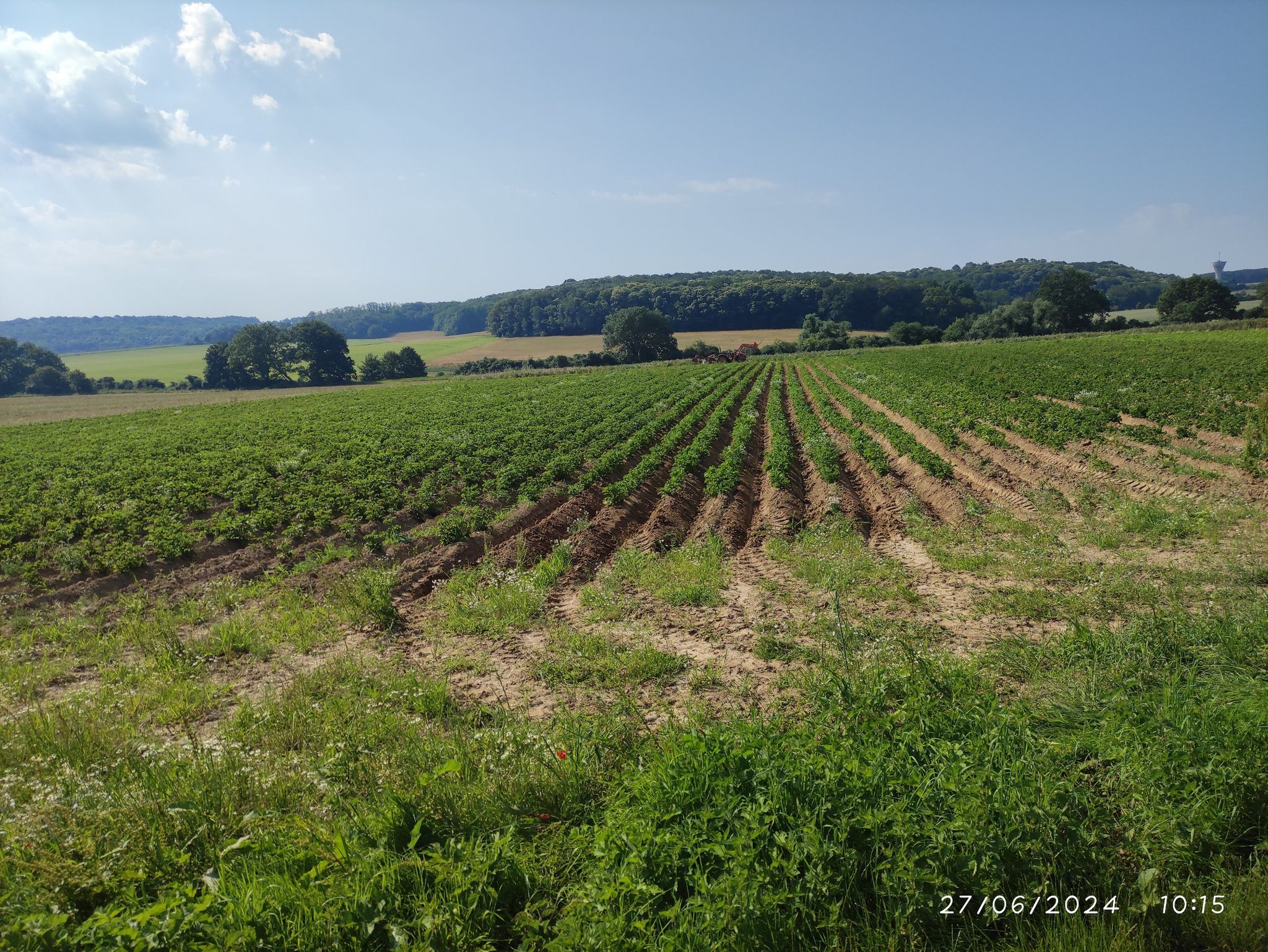 Champs de PATATES