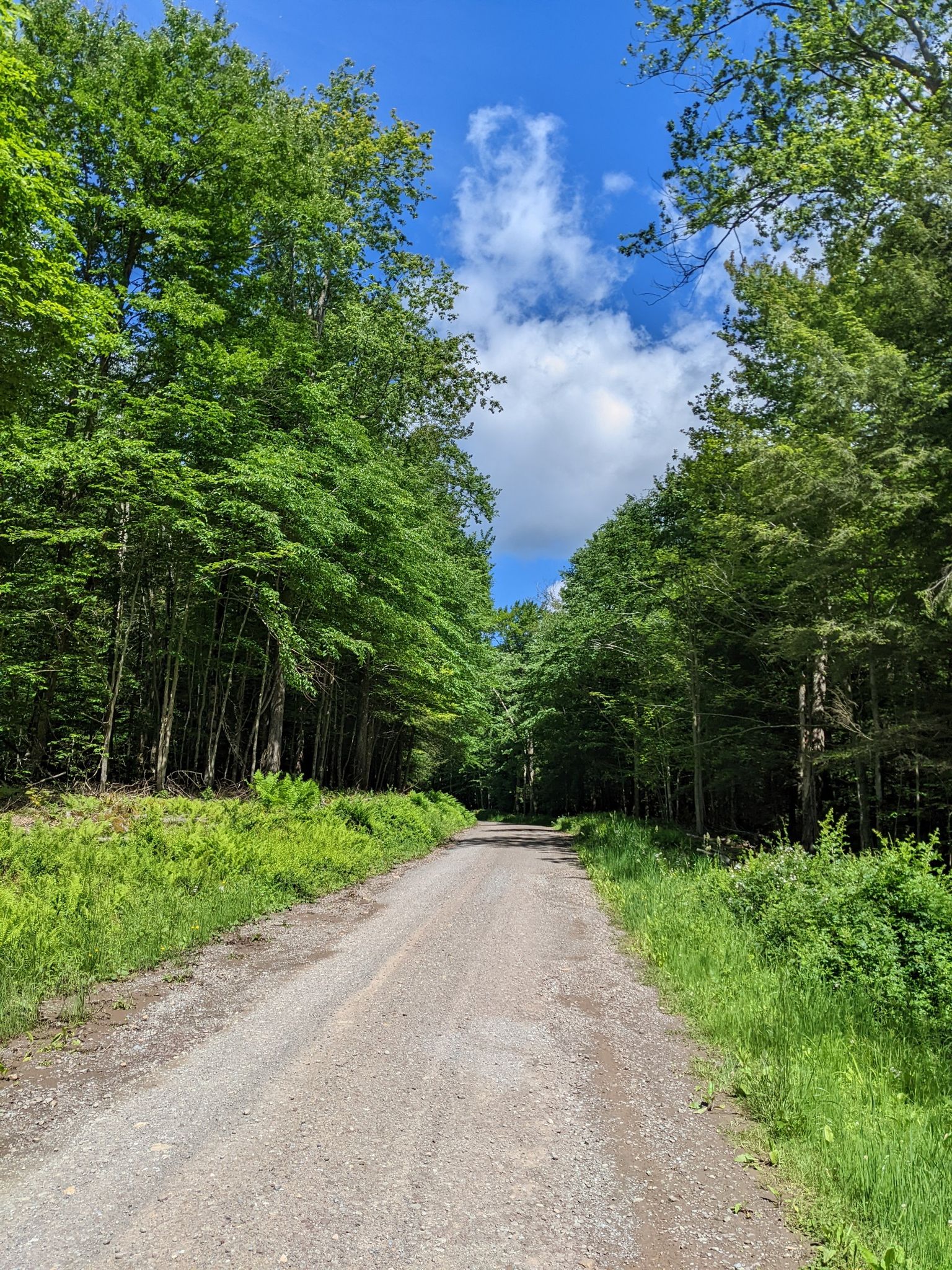 A sunny dirt road winds through a dense green forest. - High Knob and Hunters Lake and Eagles Mere Lake loop