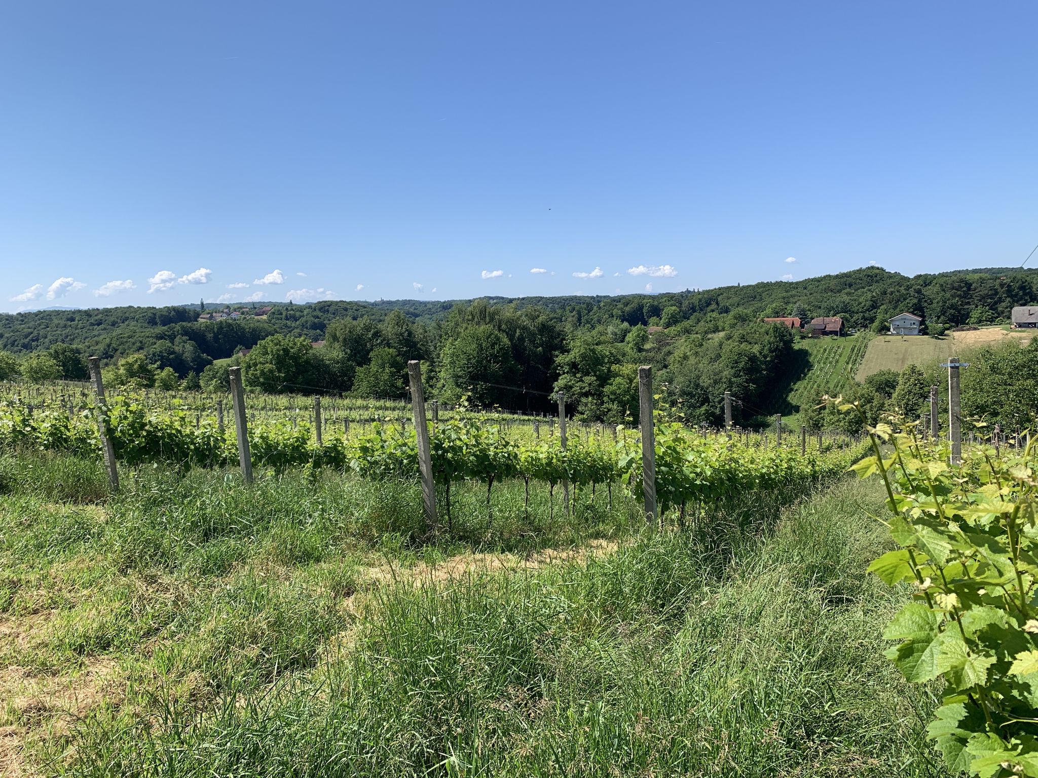 Weinberge bei Sovjak