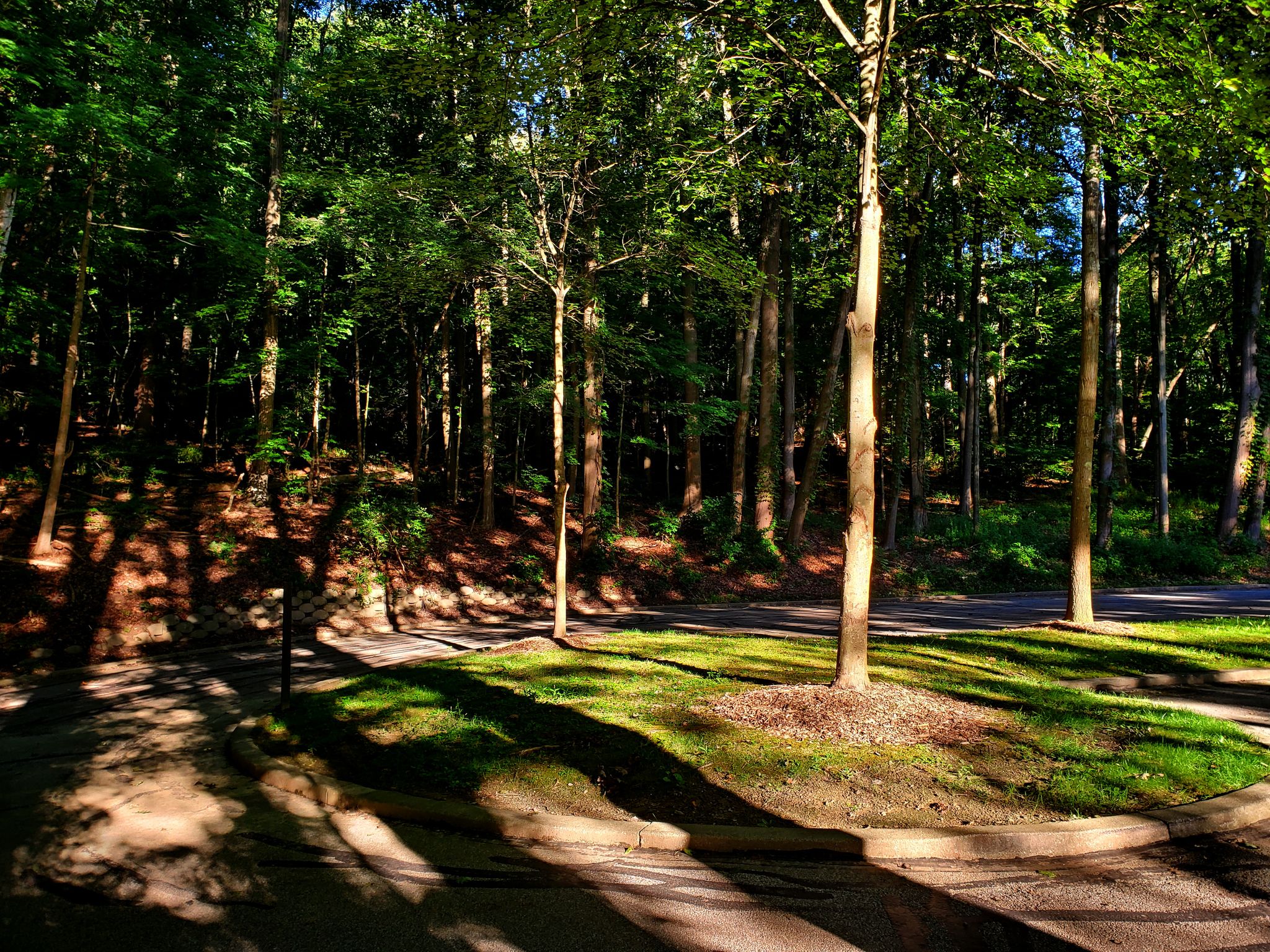 Sunlight streams through tall trees onto a paved road with long shadows. - Ira Road to Old Portage Shelter via Buckeye Trail