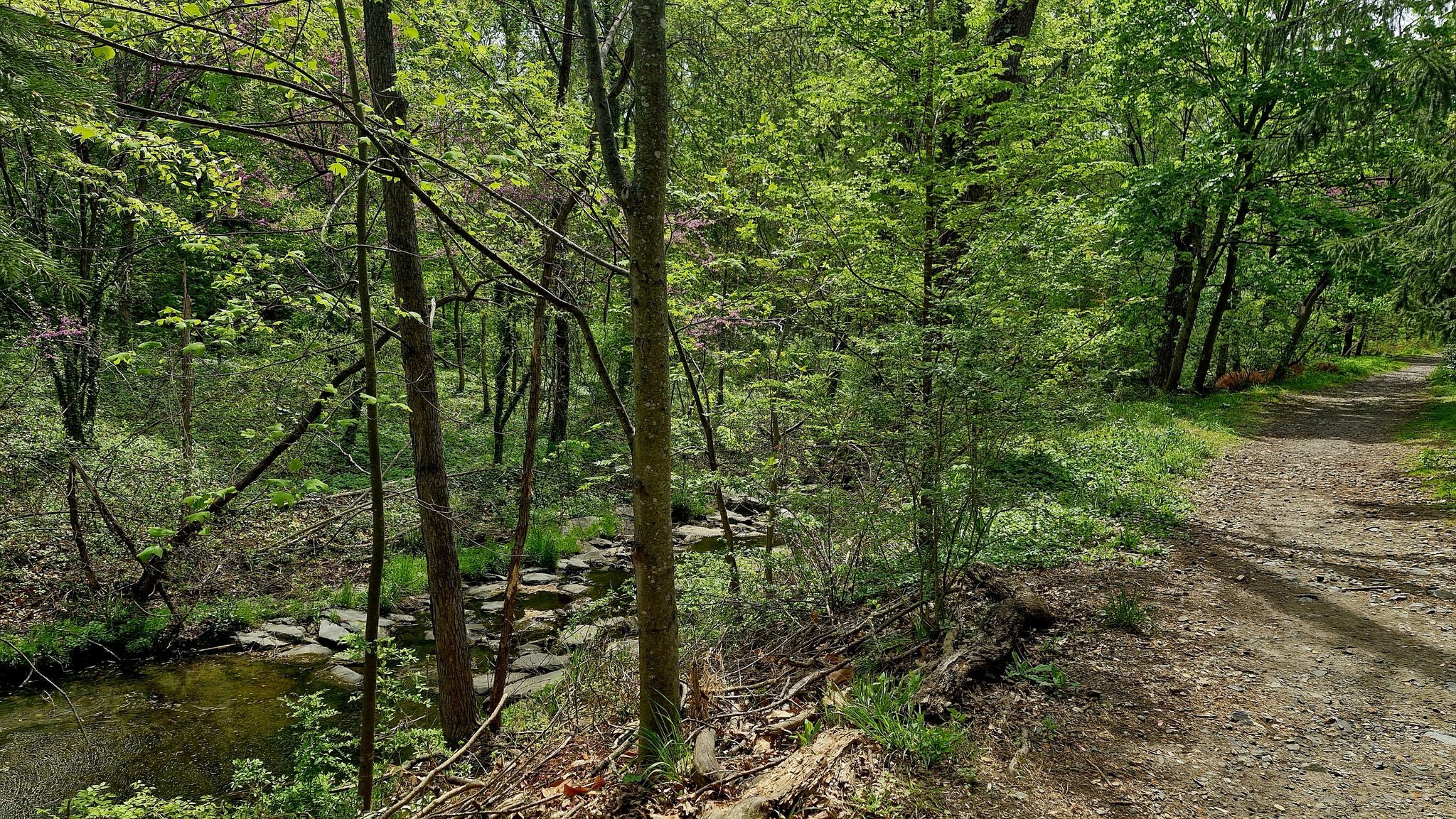A dirt path runs alongside a rocky stream in a sunlit green forest. - Stony Run Trail