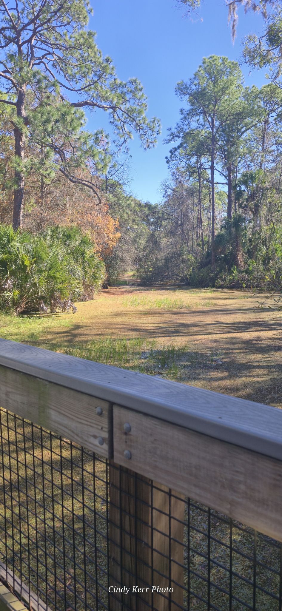 Wooden fence overlooks a sunny grassy clearing surrounded by tall trees. - Hiking loop from John Chesnut Sr. Park