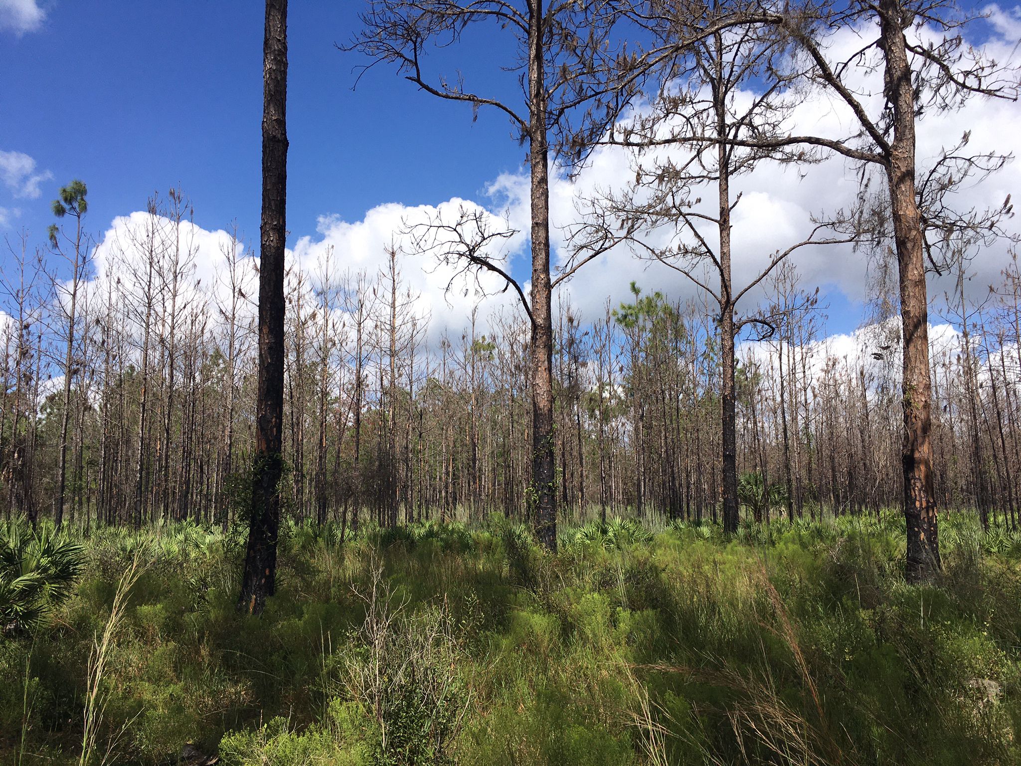 Sunny forest with tall, thin trees and green undergrowth under a blue sky. - Little Manatee River State Park loop