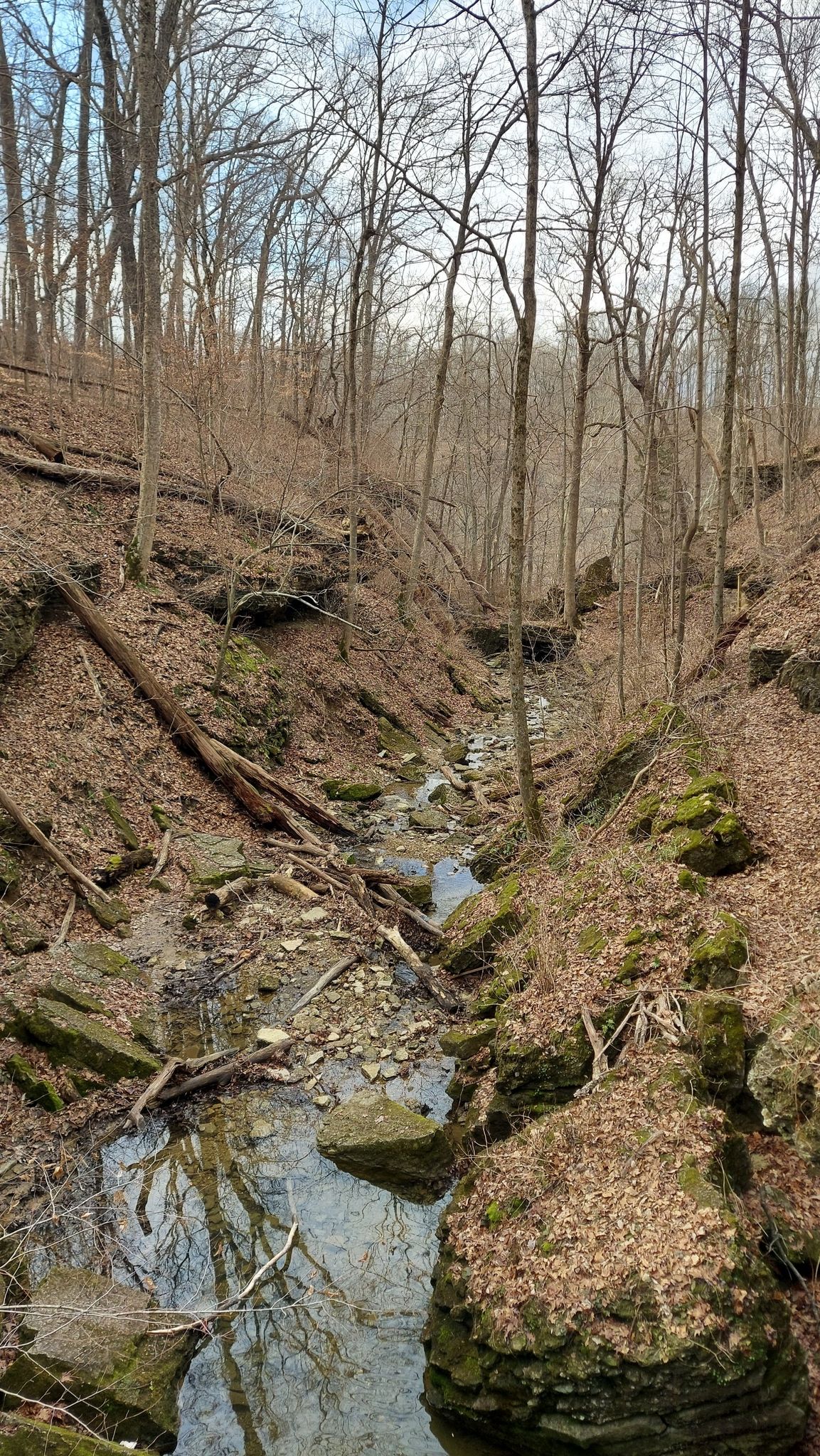 A narrow stream flows through a rocky, wooded ravine with bare trees. - Trail 7