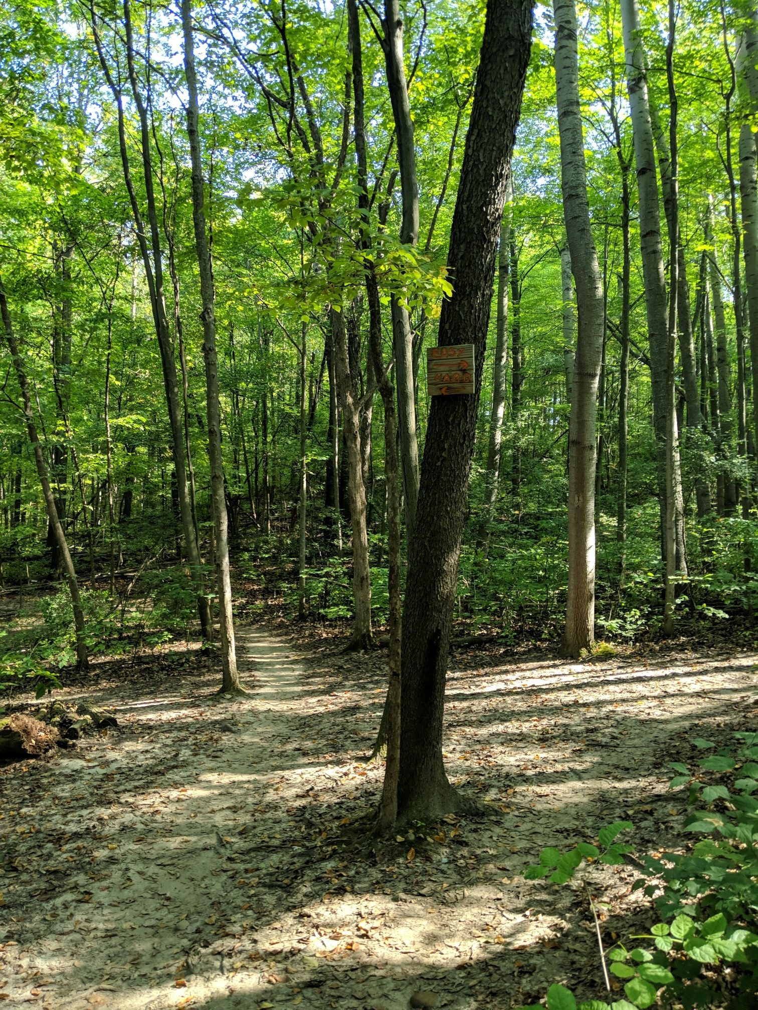 Dappled sunlight on a winding forest path with a tree sign. - Pontiac Lake Recreation Area Mountain Bike Trail