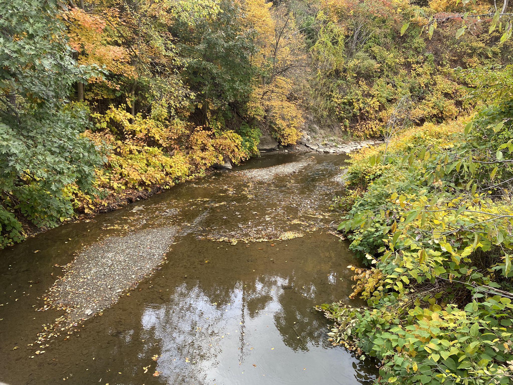 A shallow stream flows through a forest with vibrant autumn leaves. - Enlow Tunnel – McDonald Trestle Bridge loop from Trout Run Conservation Area