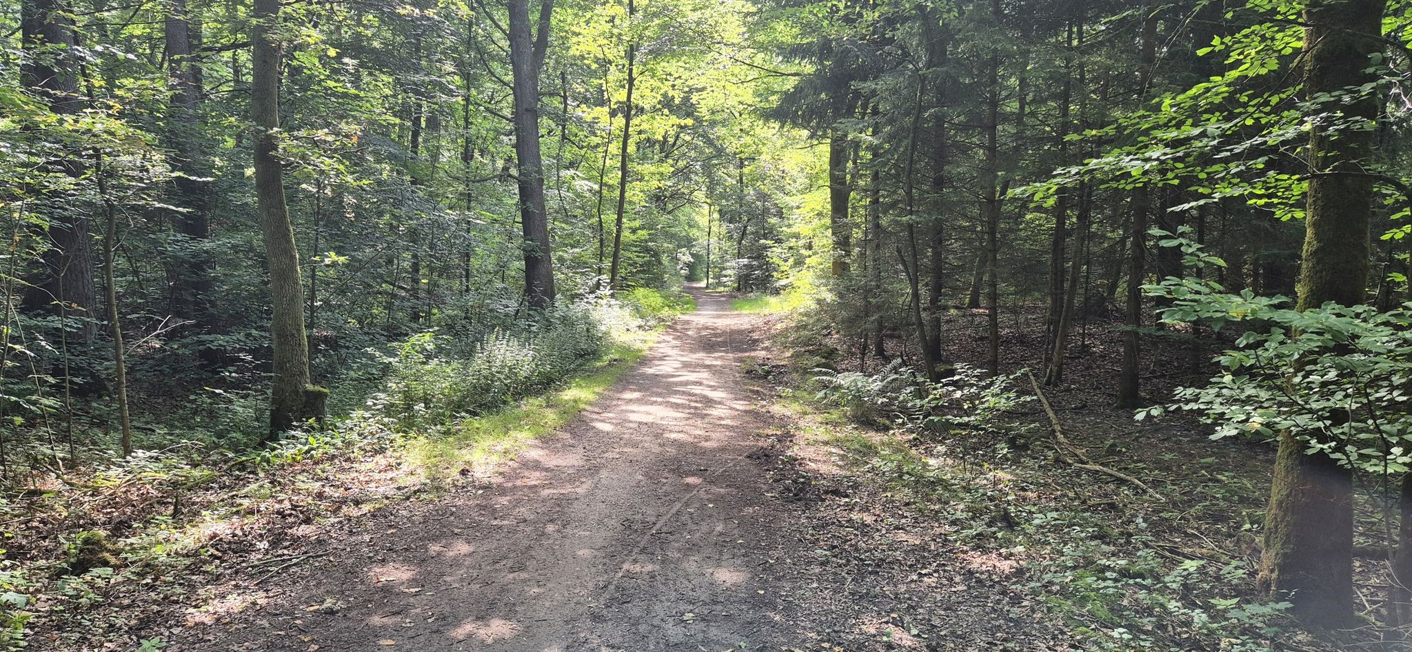 Schattiger Waldweg