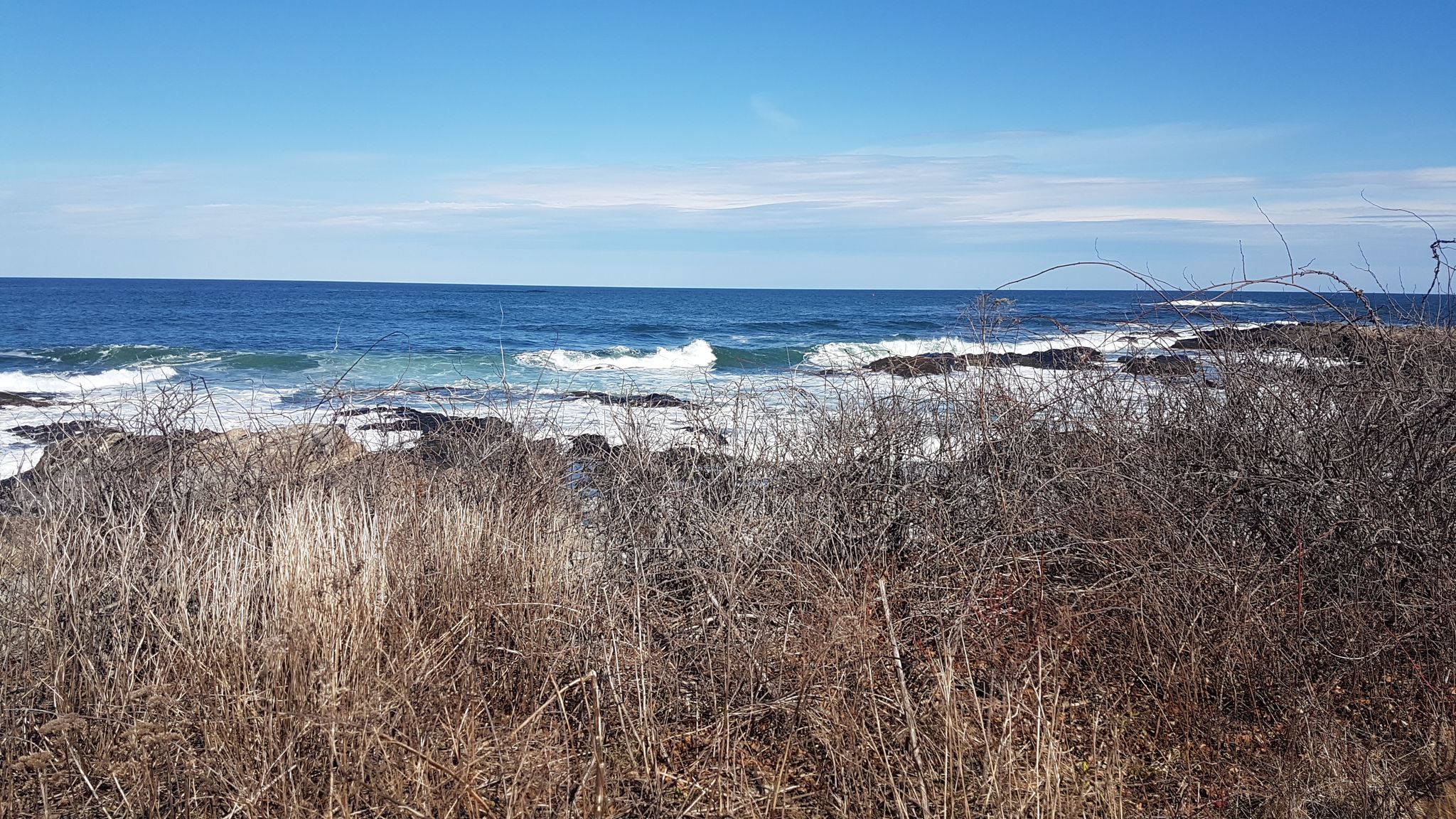 Waves crash on a rocky shore, seen through dry coastal grasses under a blue sky. - East Point Audubon Sanctuary Trail