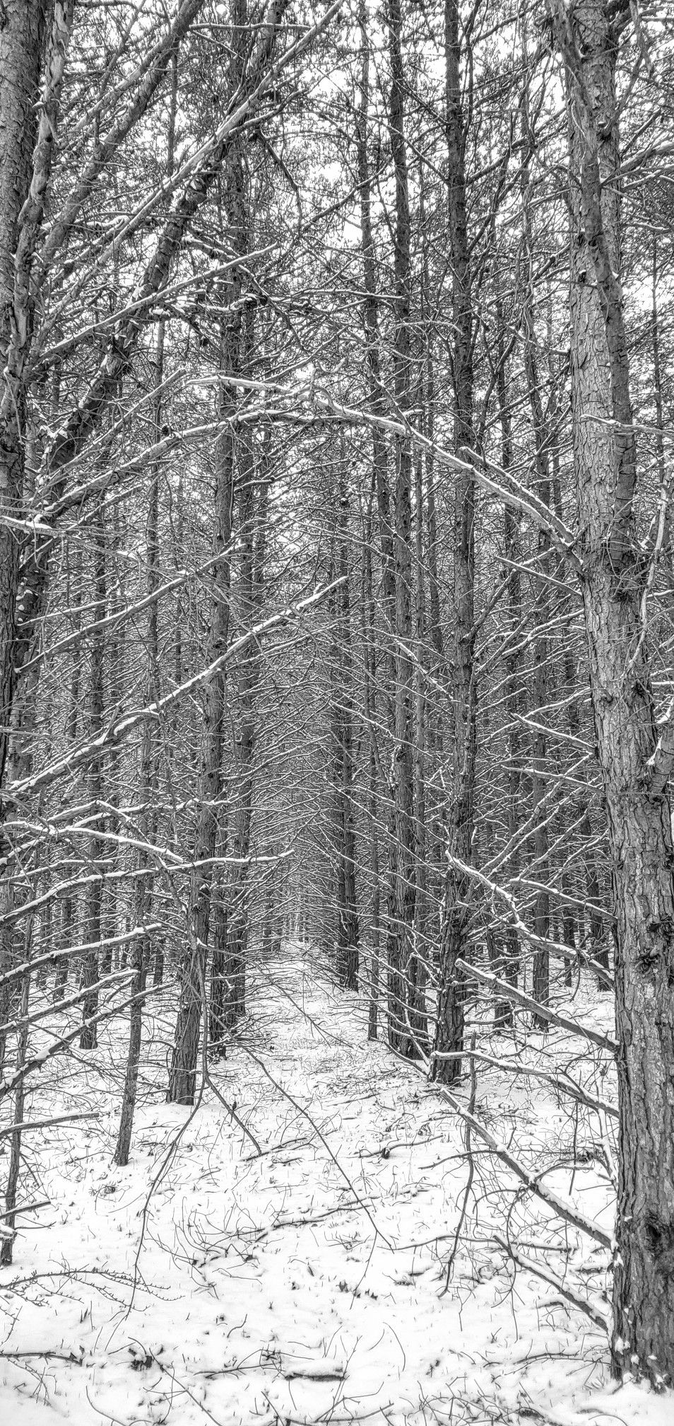 Black and white image of a snow-covered path through a dense winter forest. - North Country National Scenic Trail