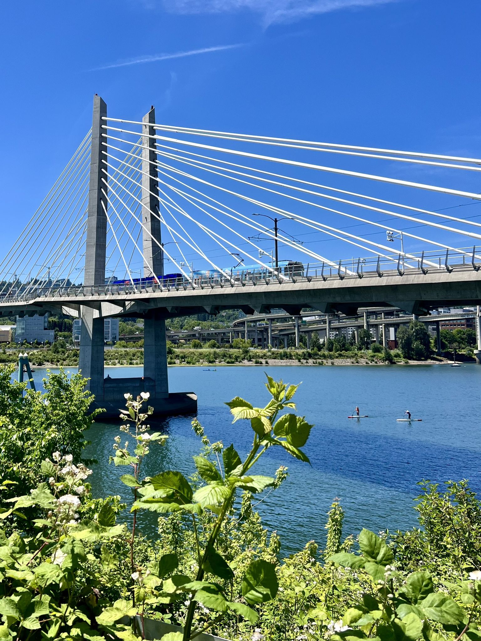 Two people paddleboard near a modern cable-stayed bridge on a sunny day. - Tilikum Crossing loop from Rose VL Deli