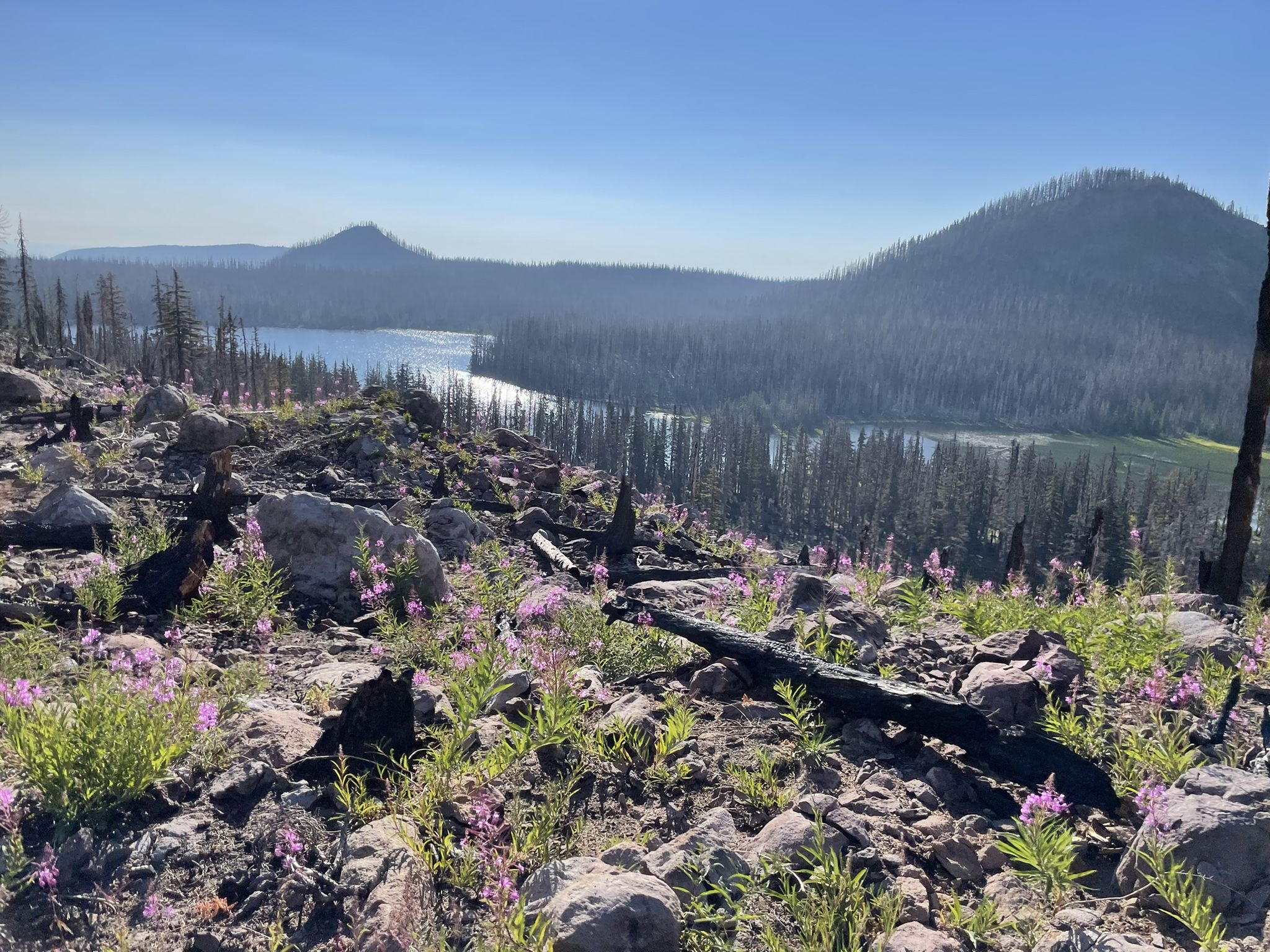 Rocky foreground with purple flowers overlooking a serene lake and forested hills. - Pacific Crest and Horseshoe Saddle Trail Loop