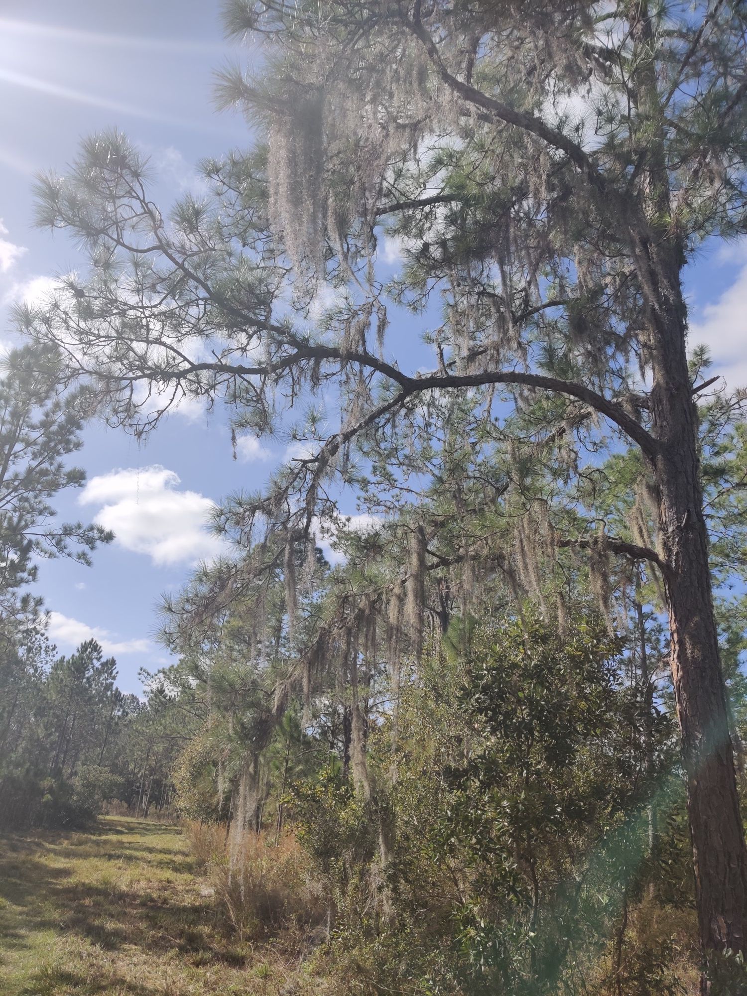 Sun shines through a pine tree heavily draped with Spanish moss. - Cypress Creek Preserve lower loop