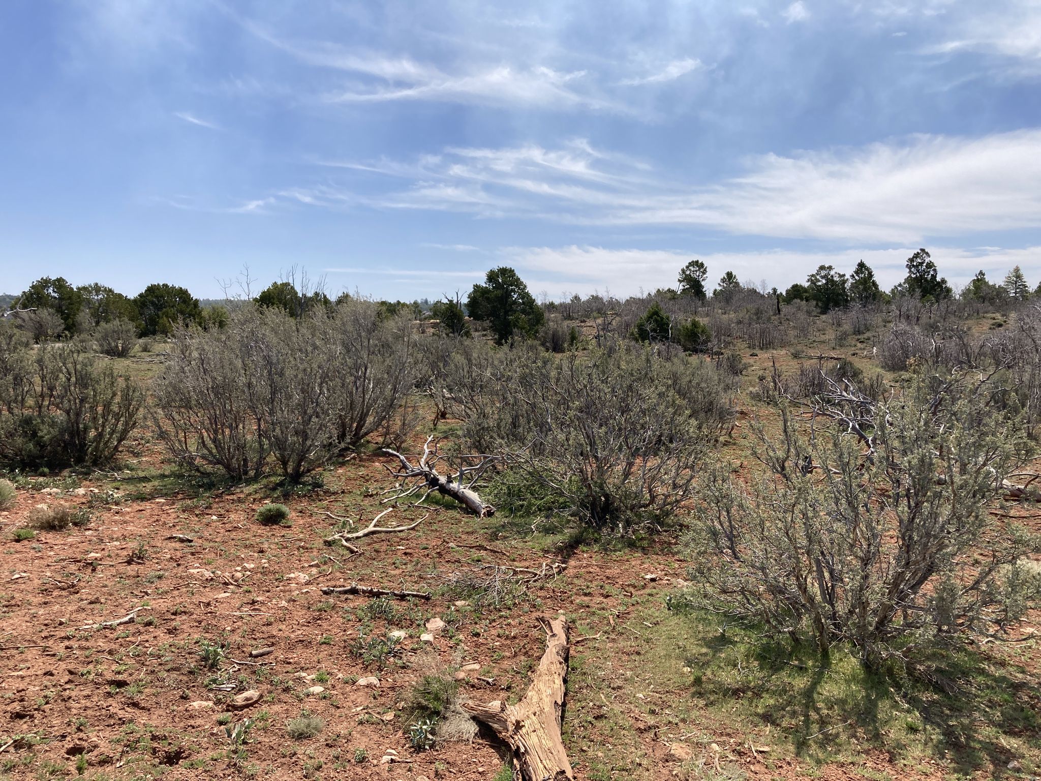Arid landscape with sparse bushes, red dirt, and a cloudy sky. - Grand Canyon Greenway Trail